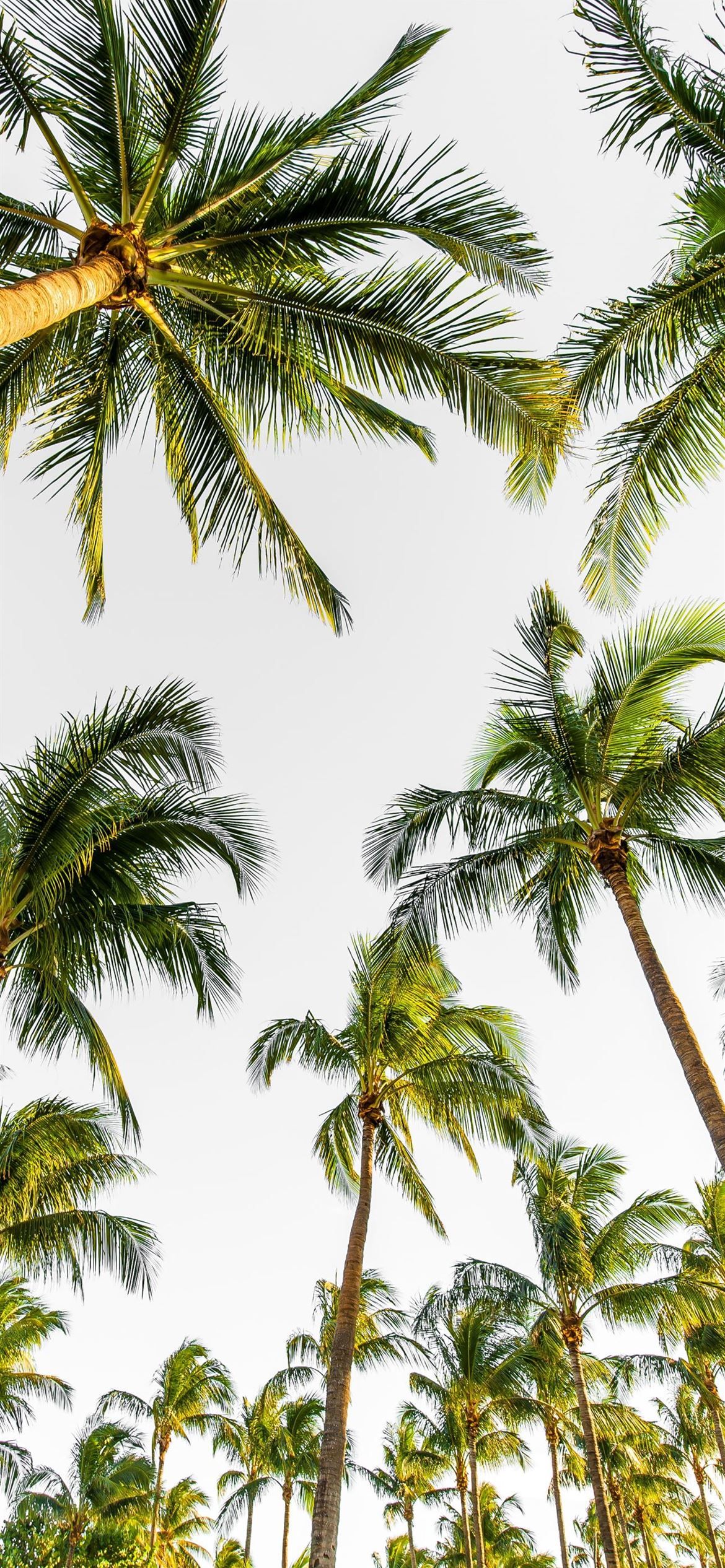 A photo of palm trees from the ground looking up at the sky - Palm tree, coconut