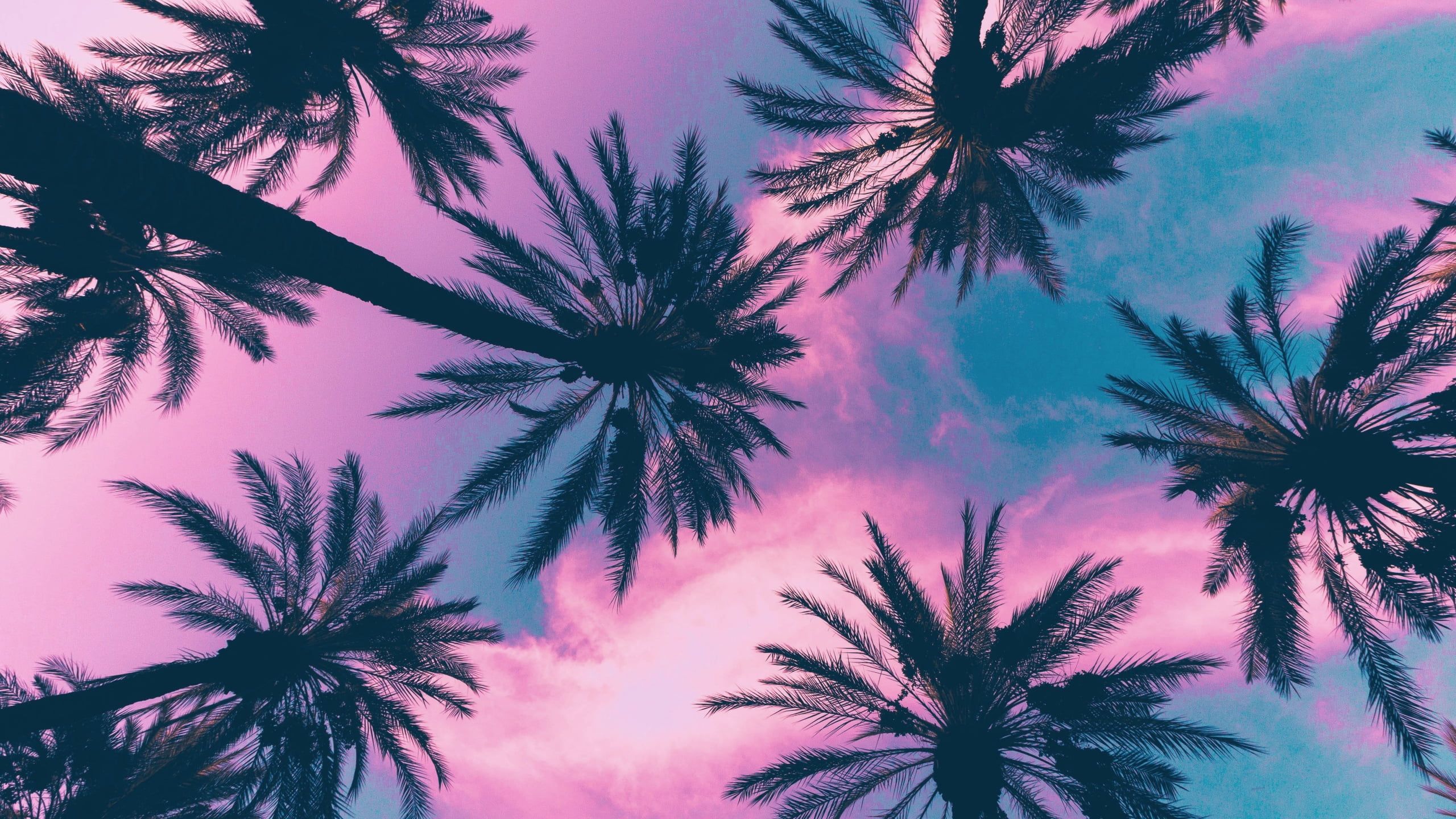 Palm trees against a pink and blue sky - Palm tree