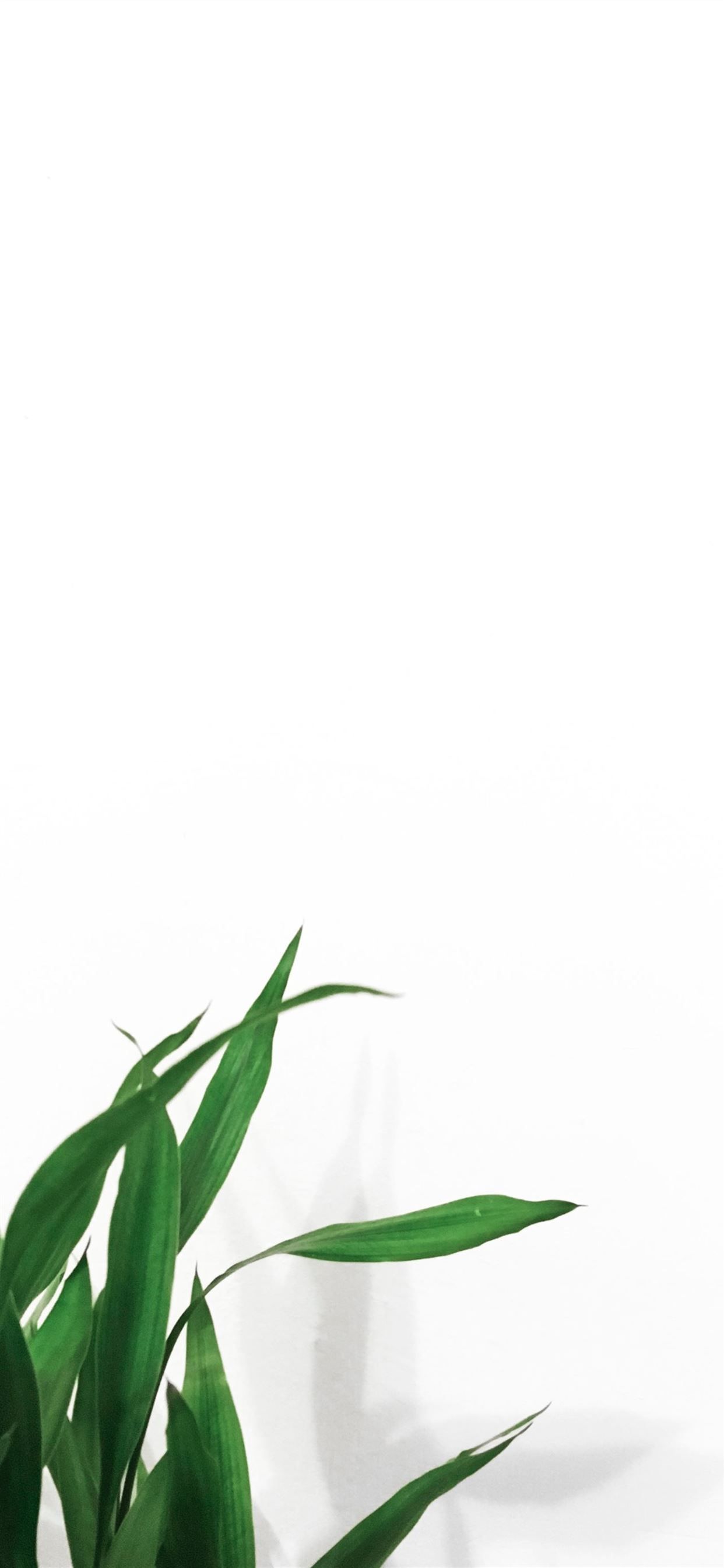A plant with green leaves in front of a white background - Plants
