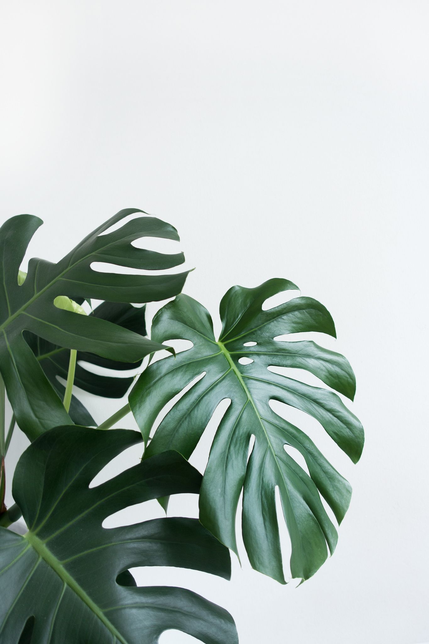 A large plant with green leaves on it - Plants, Monstera