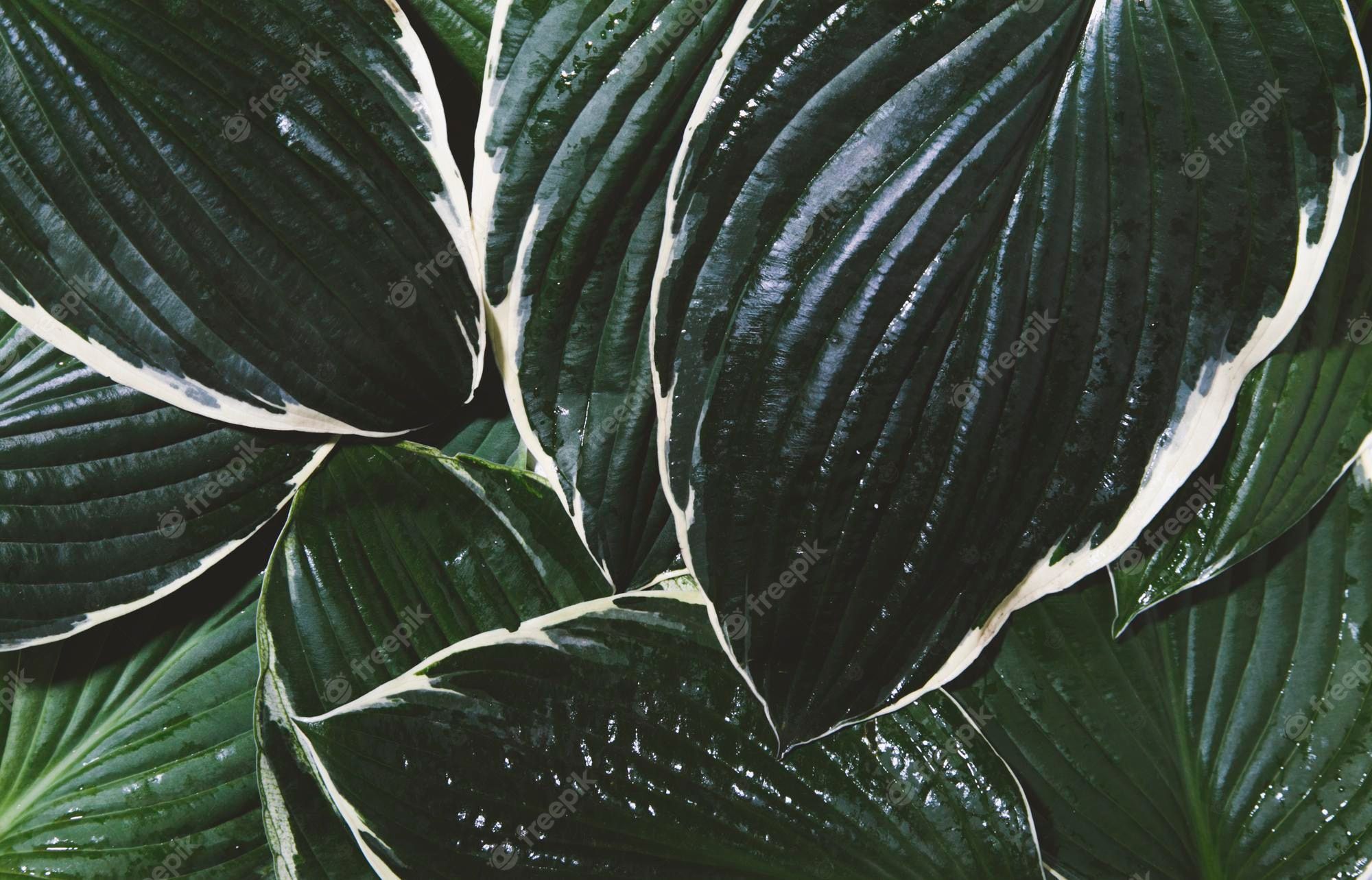Plant Desktop Wallpaper Image