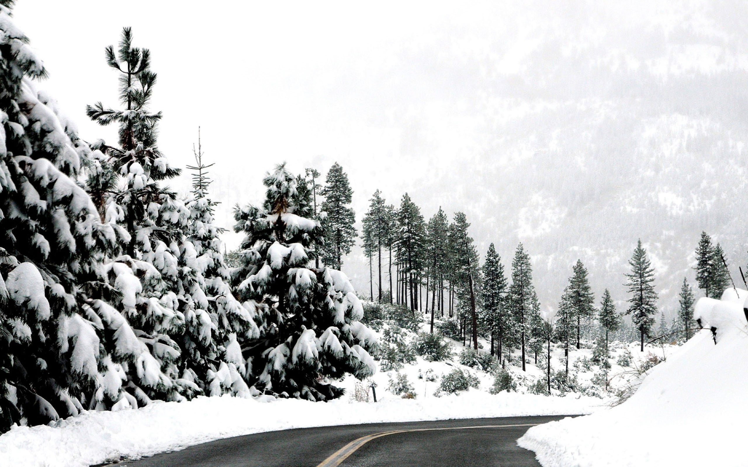 A snowy road with trees on both sides - Winter