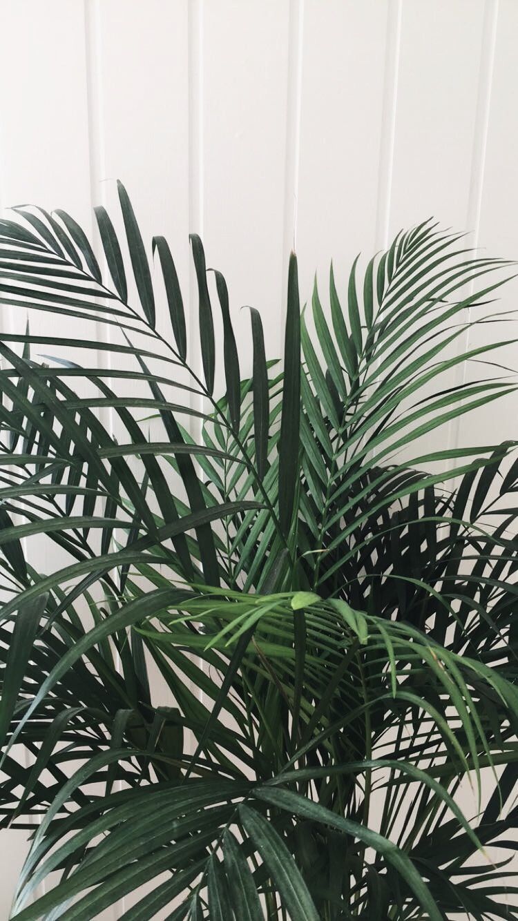 Aesthetic Tumblr Plant Wallpaper Free Aesthetic Tumblr Plant Background