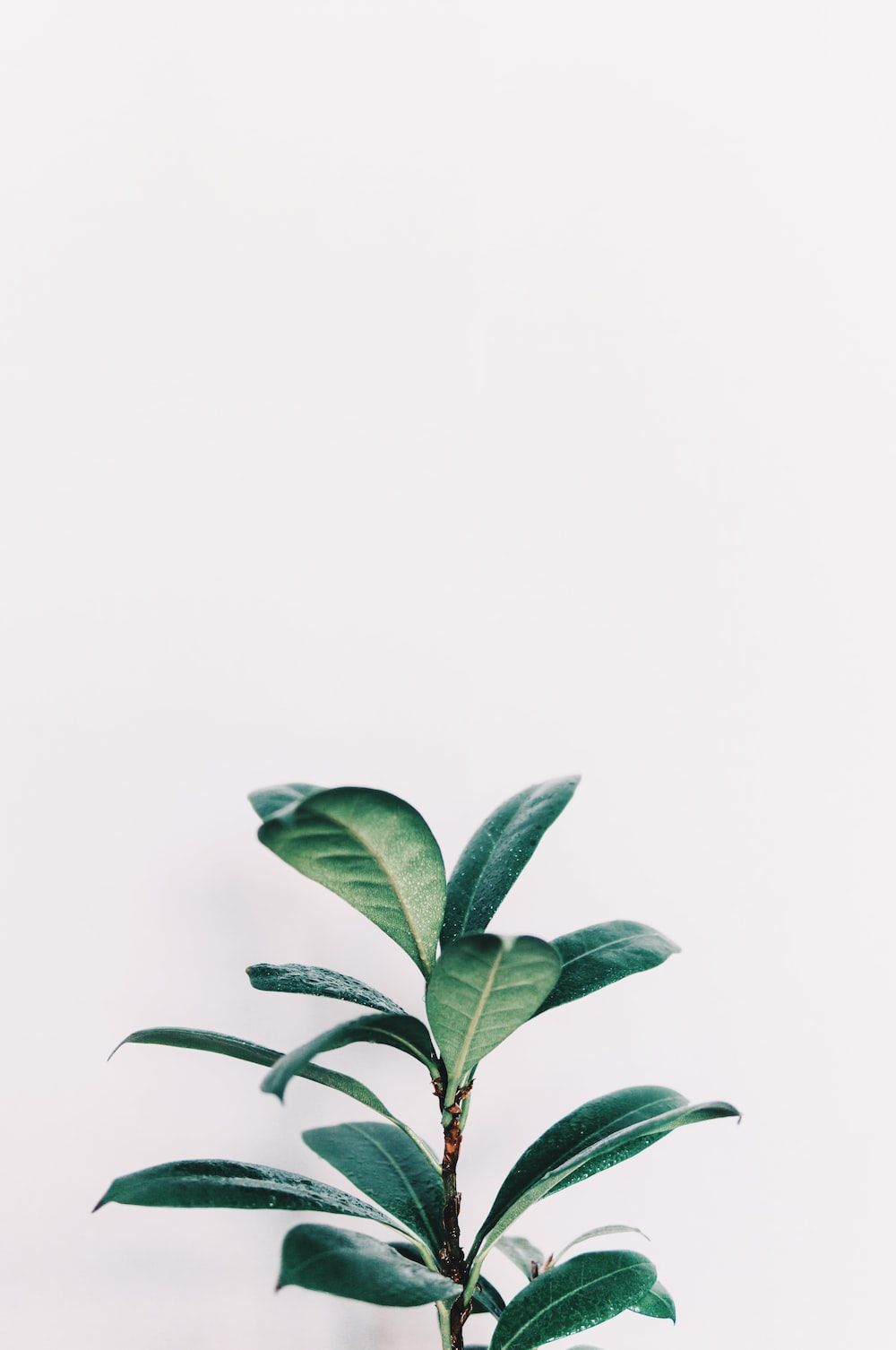 A green plant with a white background - Clean
