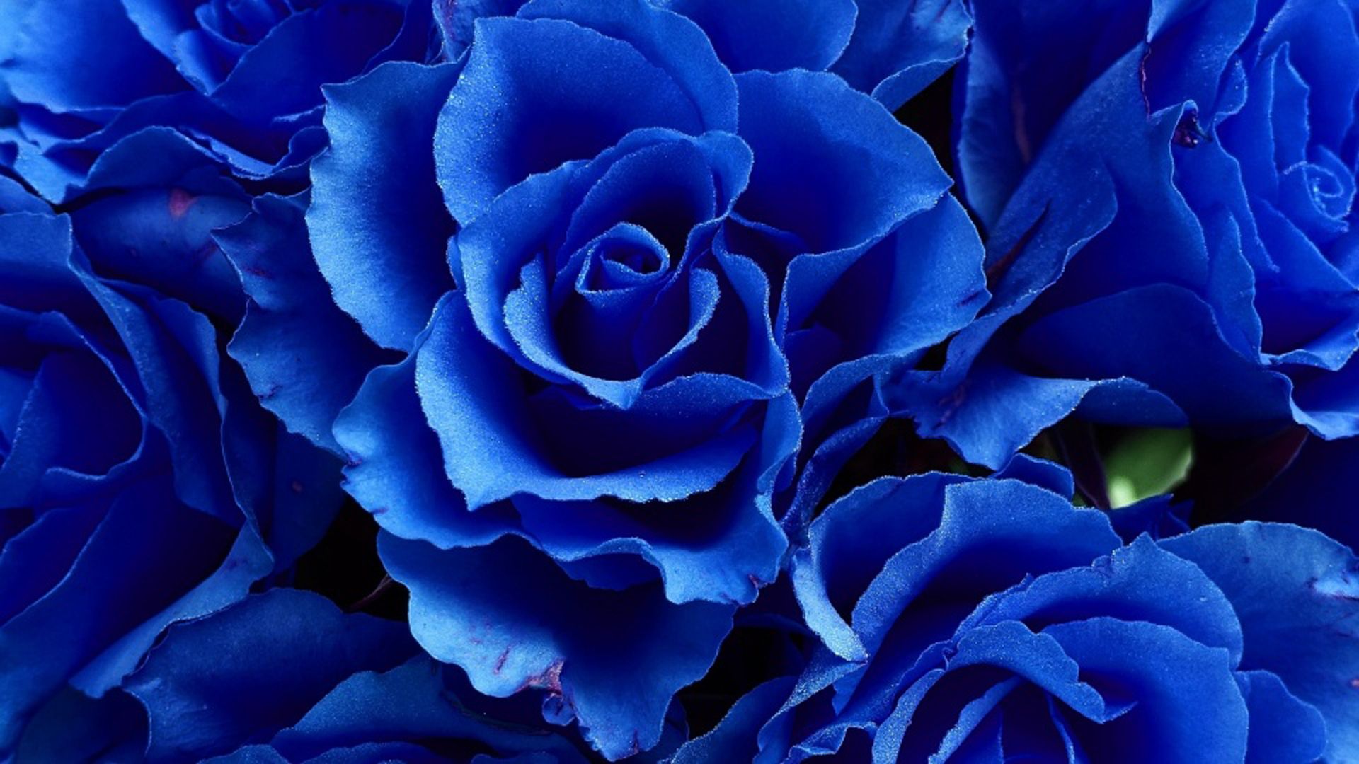 Closeup View Of Bunch Of Blue Rose Flowers HD Blue Aesthetic Wallpaper