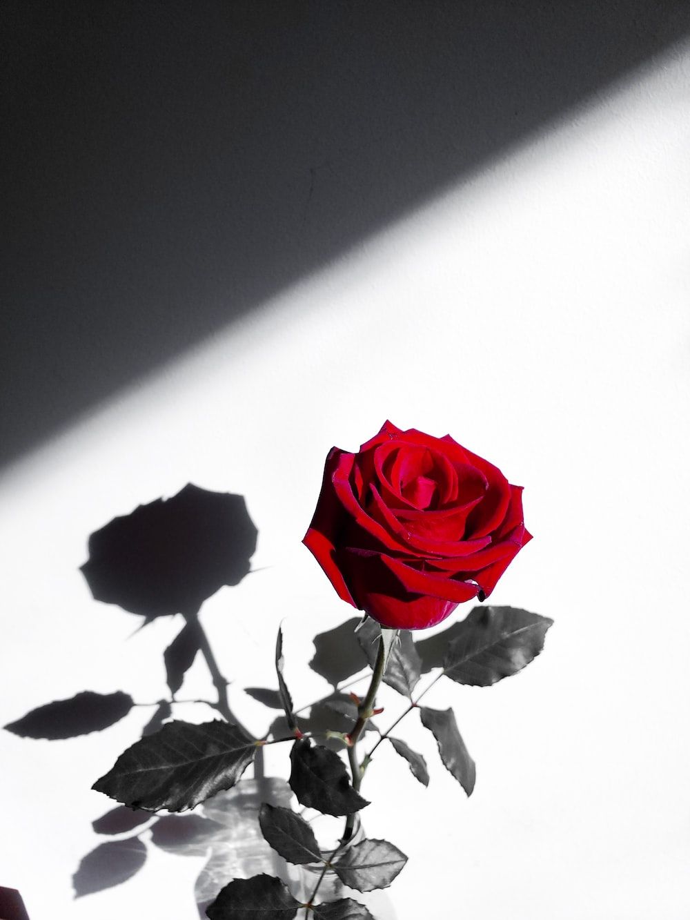 A red rose with a shadow on a white wall - Roses, black rose