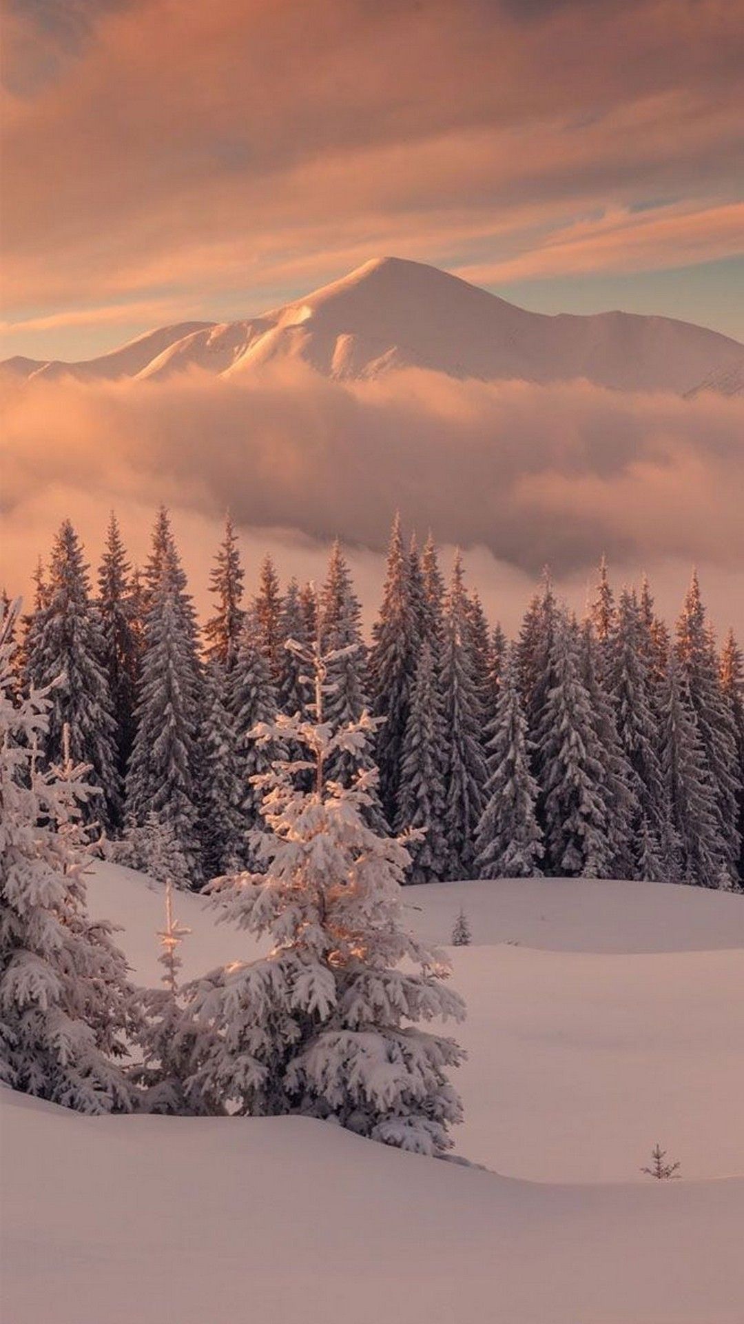 A snow covered mountain with trees - Winter, snow