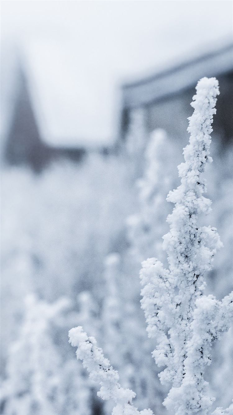 IPhone wallpaper of a snowy plant in the winter - Winter, snow
