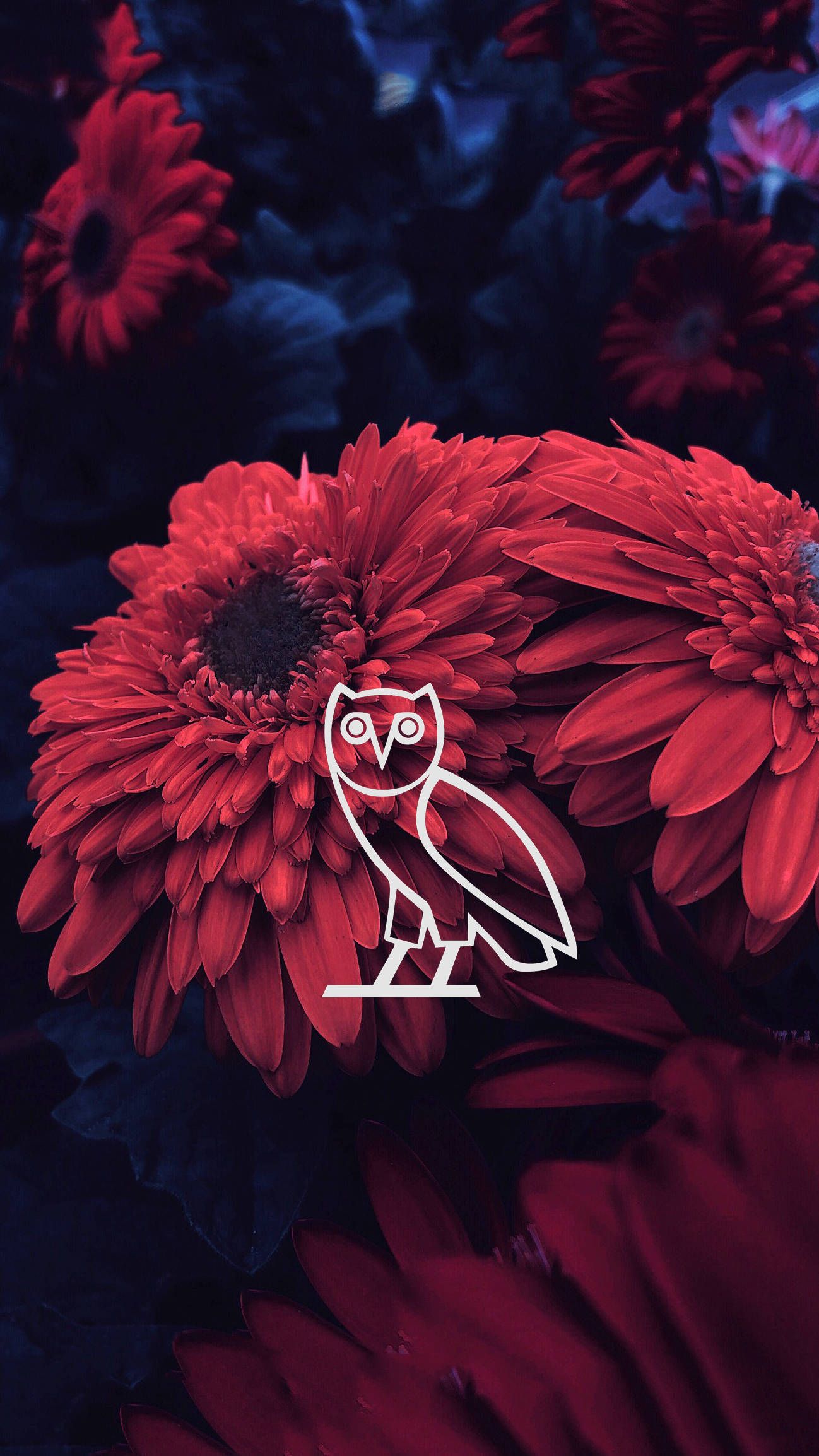 Aesthetic phone wallpaper of a white owl on red flowers - Drake