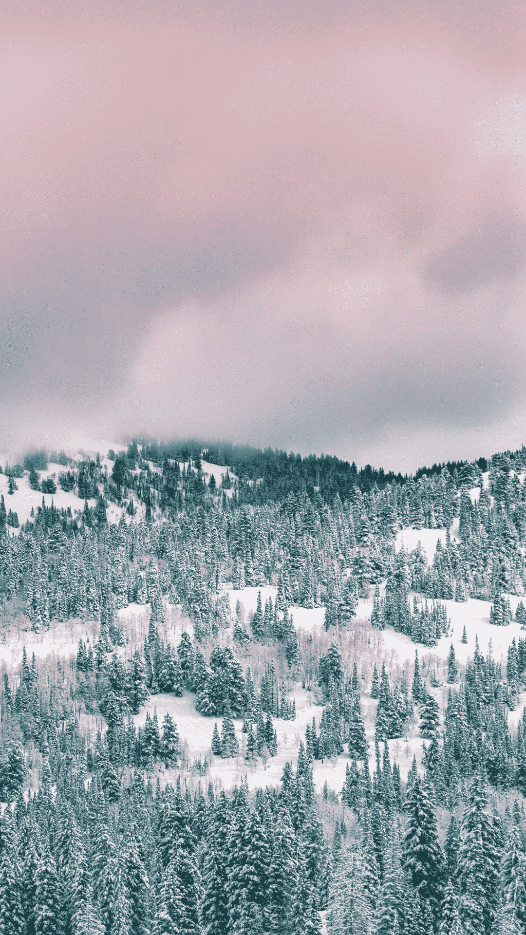 A snowy hillside with pine trees and a pink sky. - Winter, cute Christmas, snow, magic, HD, white Christmas