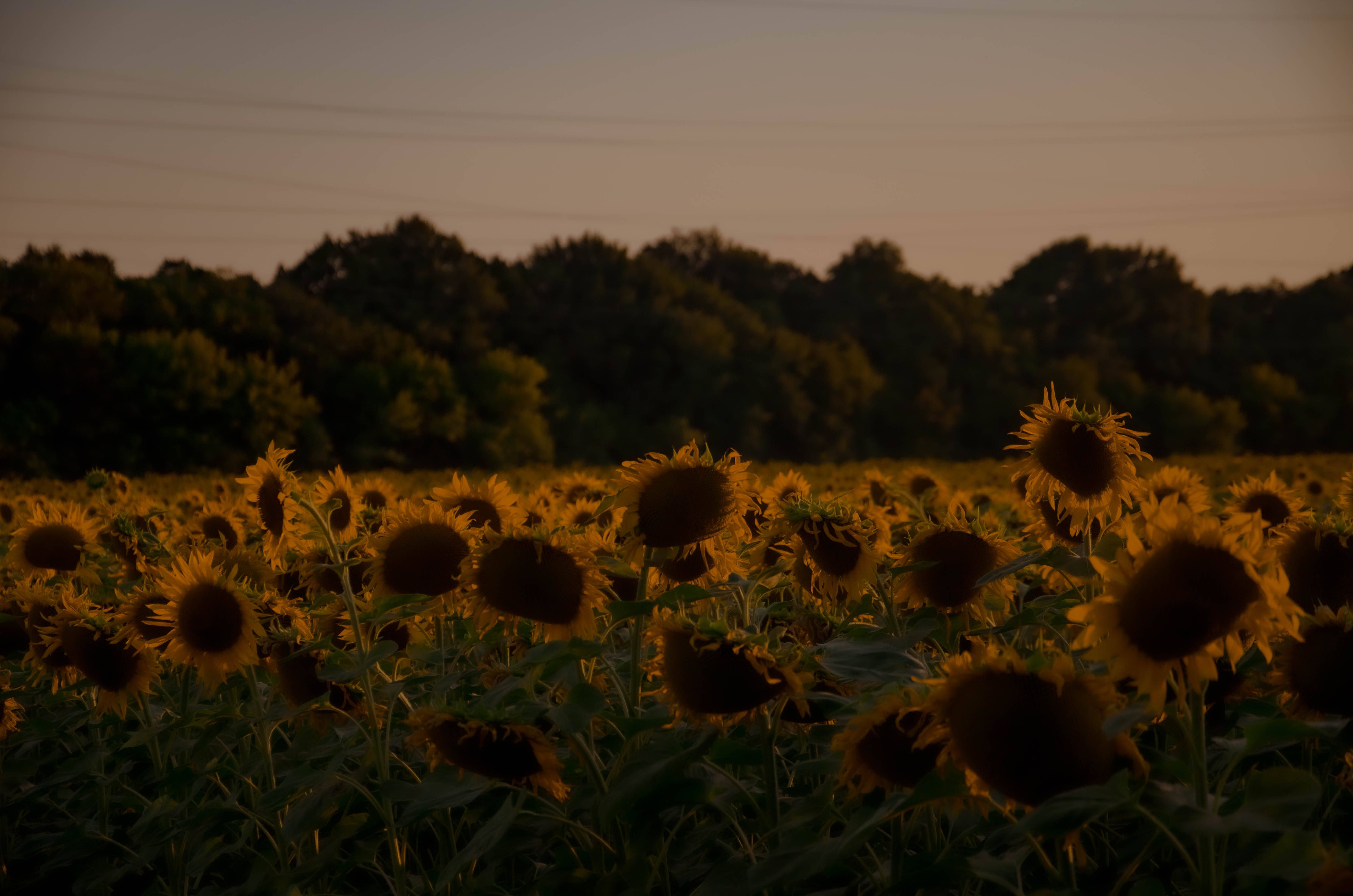 A sunflower field with trees in the background - Royalcore