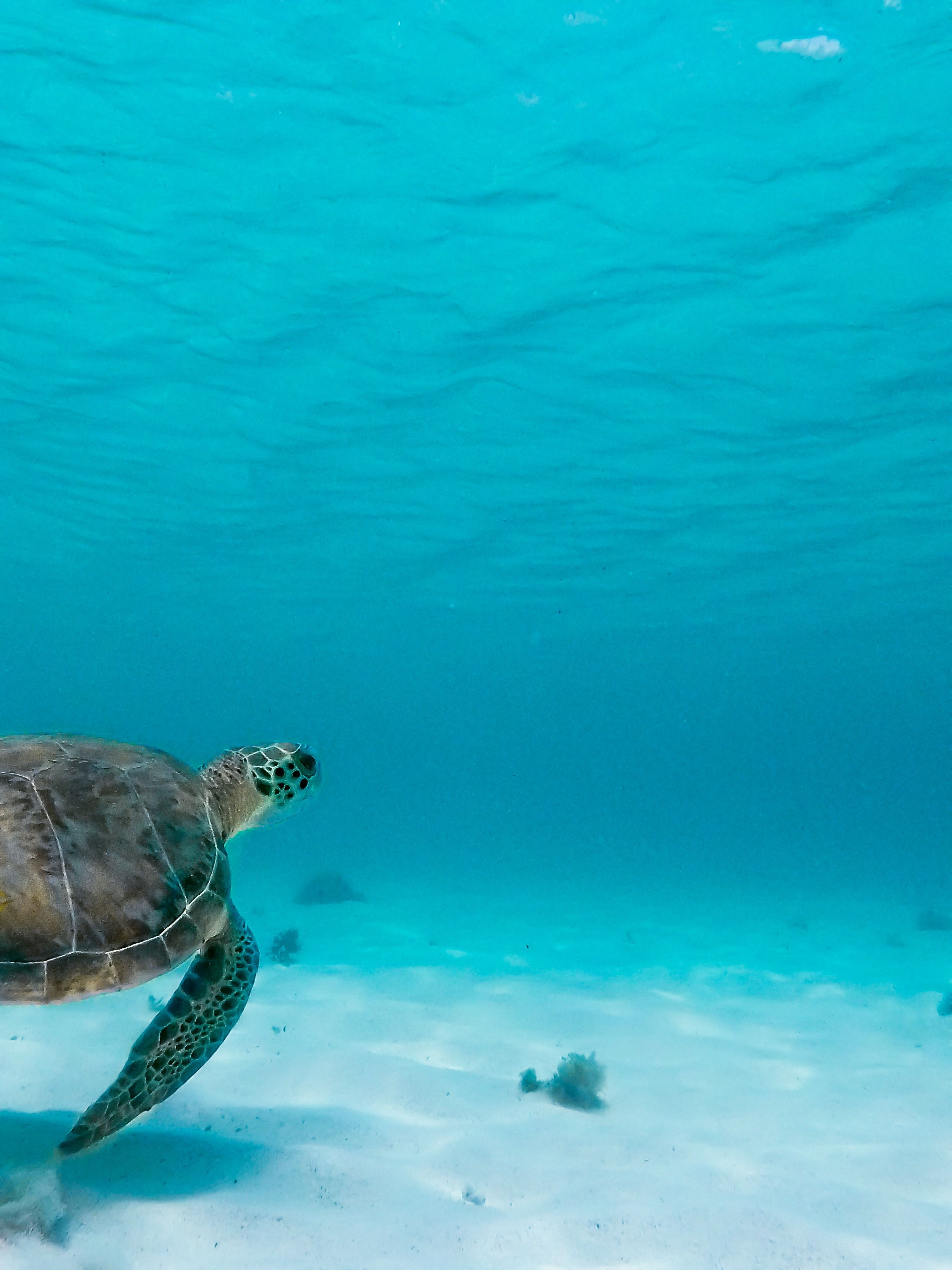 Turtle Underwater Photo, Download Free Turtle Underwater & HD Image