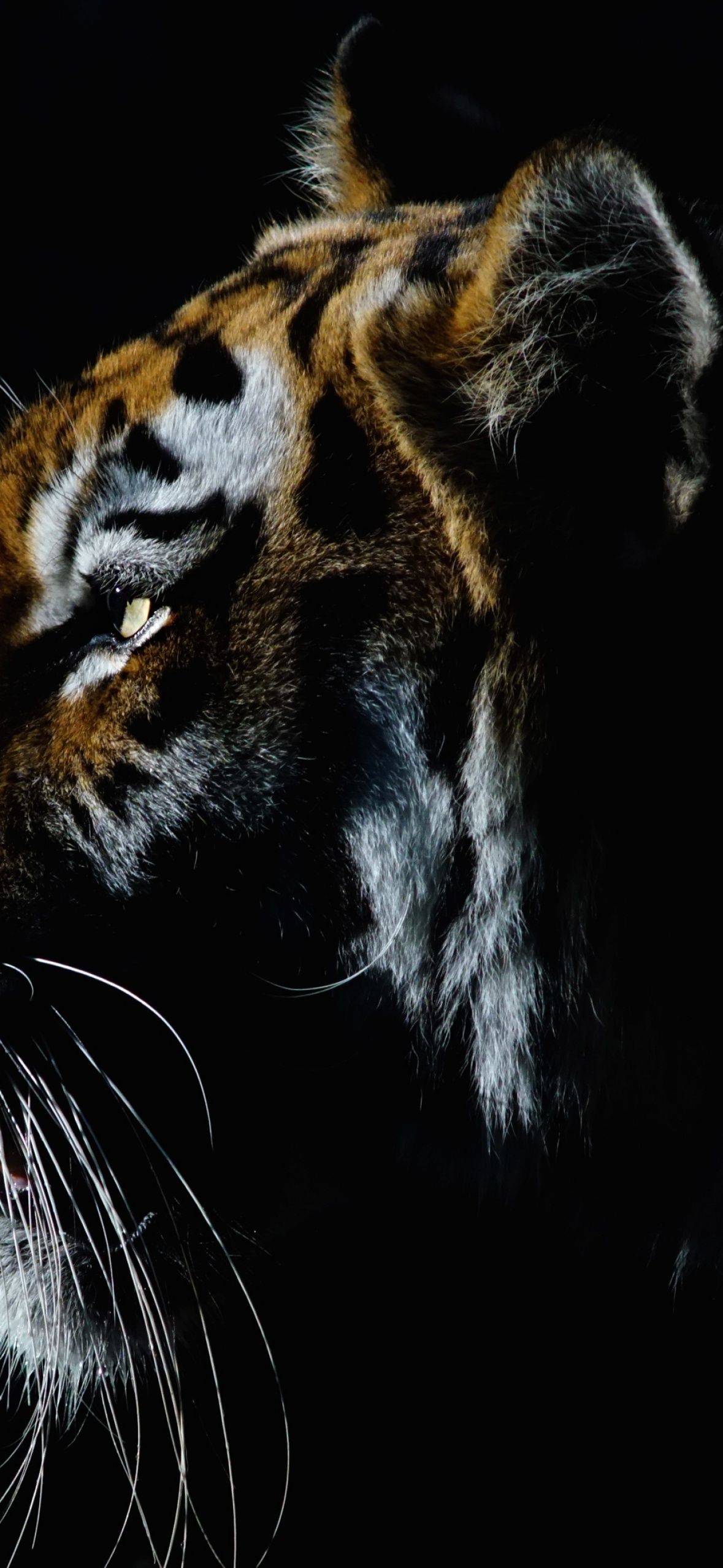 Tiger Wallpaper 4K, Closeup, Dark, Animals