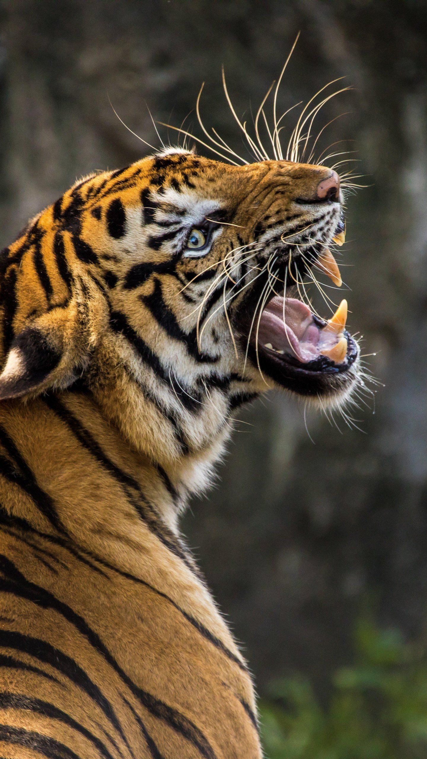 Tiger Roaring Wallpaper, Android & Desktop Background