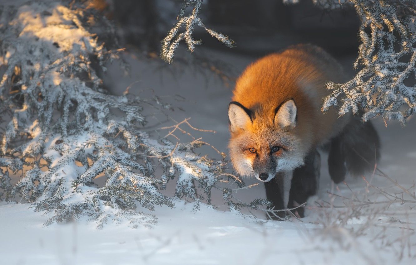 A red fox stands in the snow in a forest. - Fox