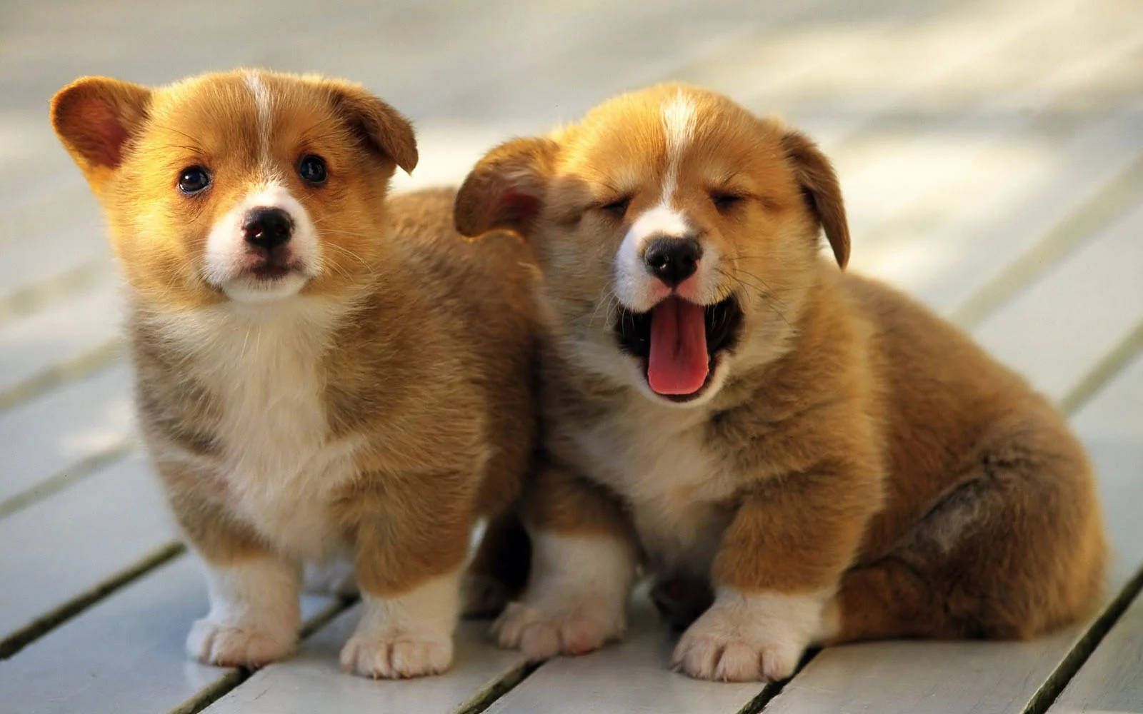 Free Corgi Wallpaper Downloads, Corgi Wallpaper for FREE