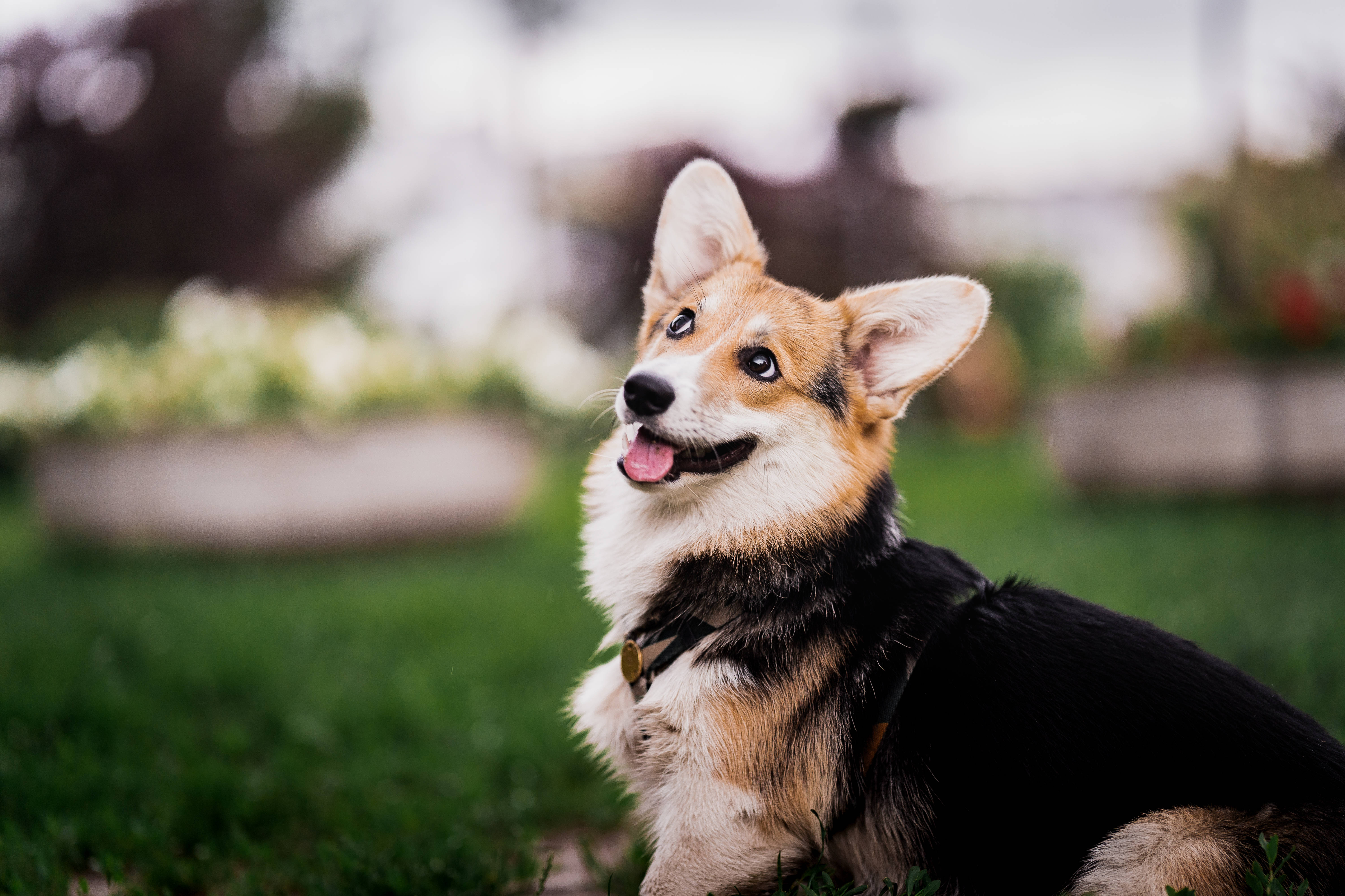 Download Black Corgi On Garden Grass Wallpaper