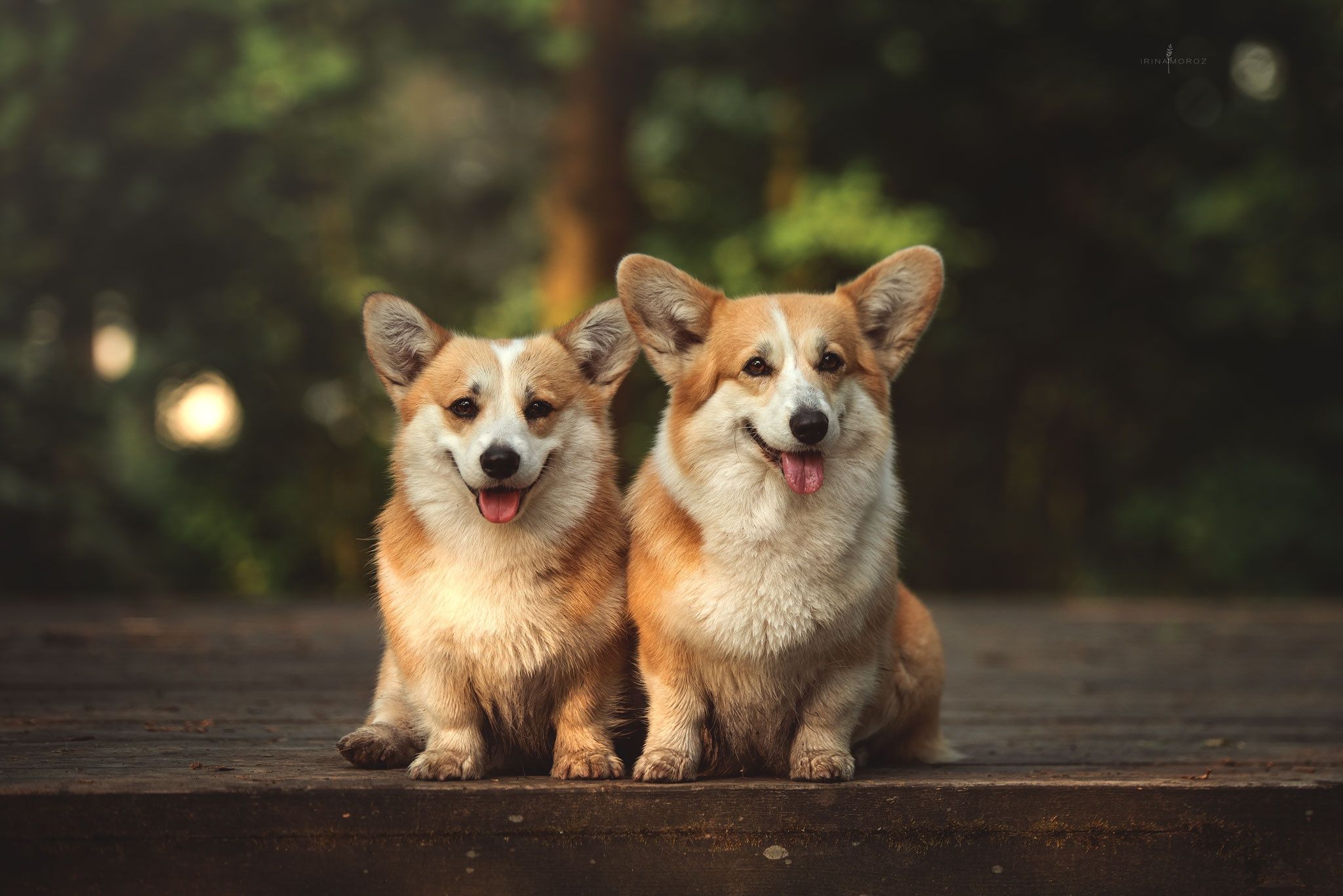 Free download Corgi HD Wallpaper [2048x1367] for your Desktop, Mobile & Tablet. Explore Corgi Laptop Wallpaper. Welsh Corgi Wallpaper, Corgi Wallpaper, Corgi Wallpaper for Computer