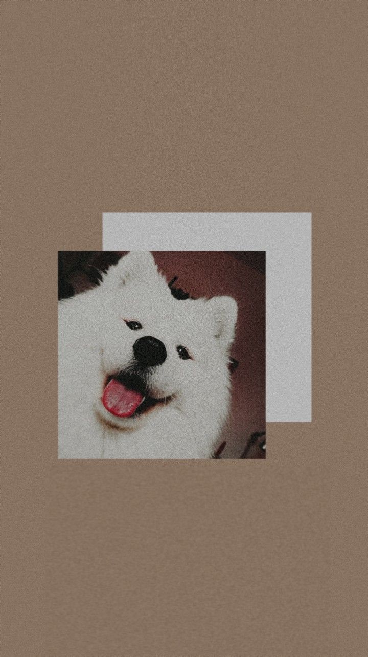 Samoyed dog wallpaper aesthetic. Corgi wallpaper iphone, Dog wallpaper, Puppy wallpaper