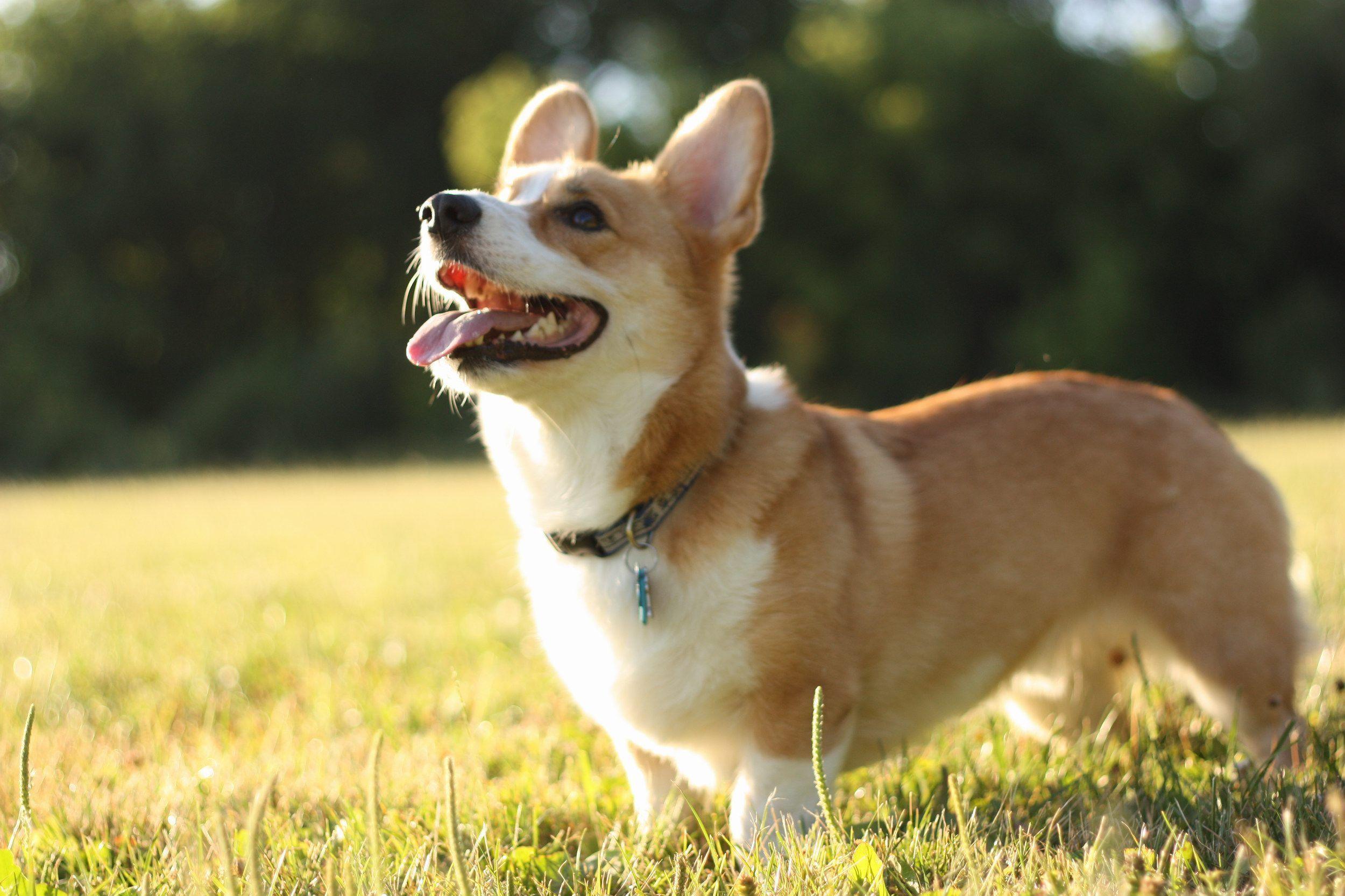 Corgi Desktop Wallpaper Free Corgi Desktop Background