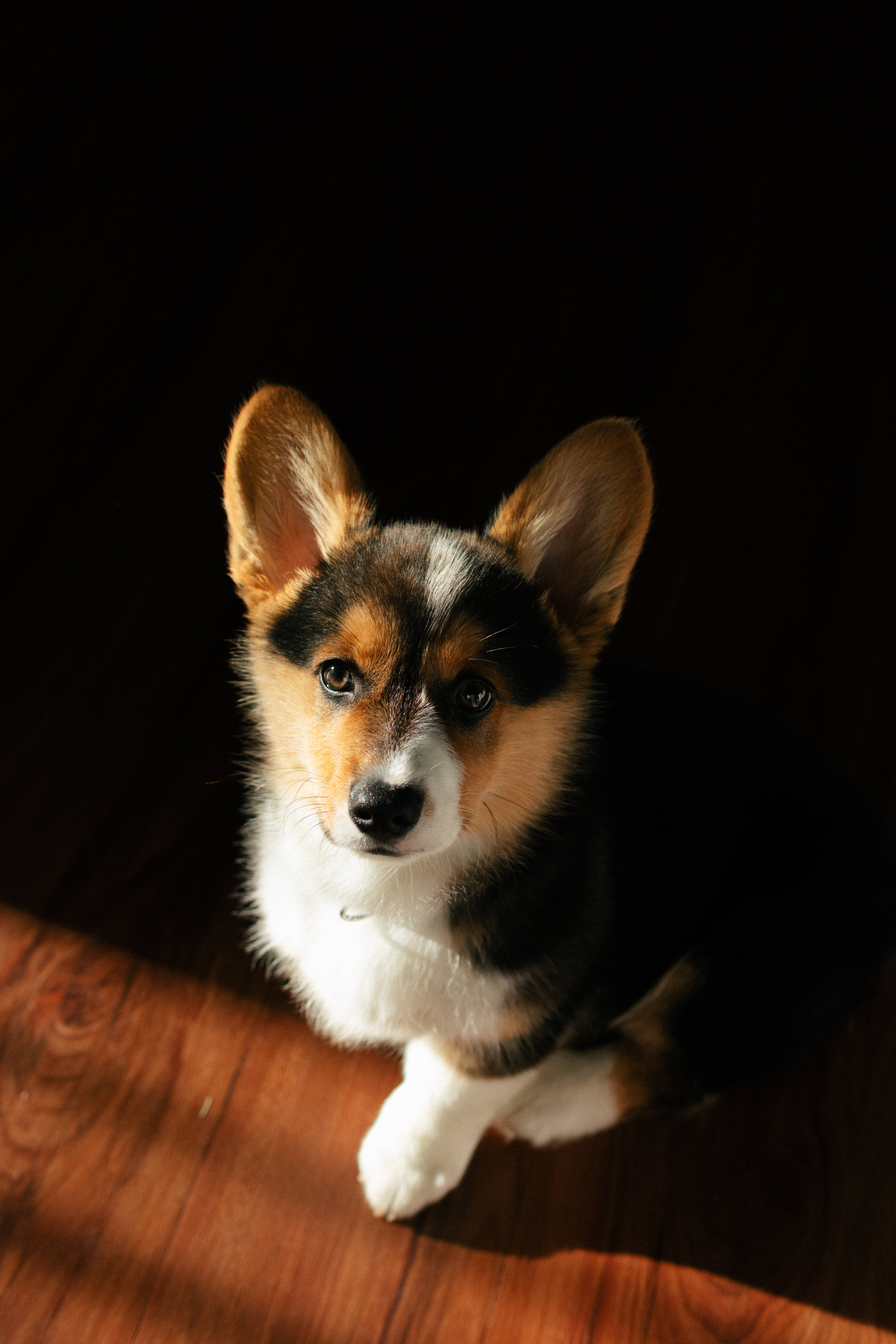 Download Corgi In Black Shadows Wallpaper