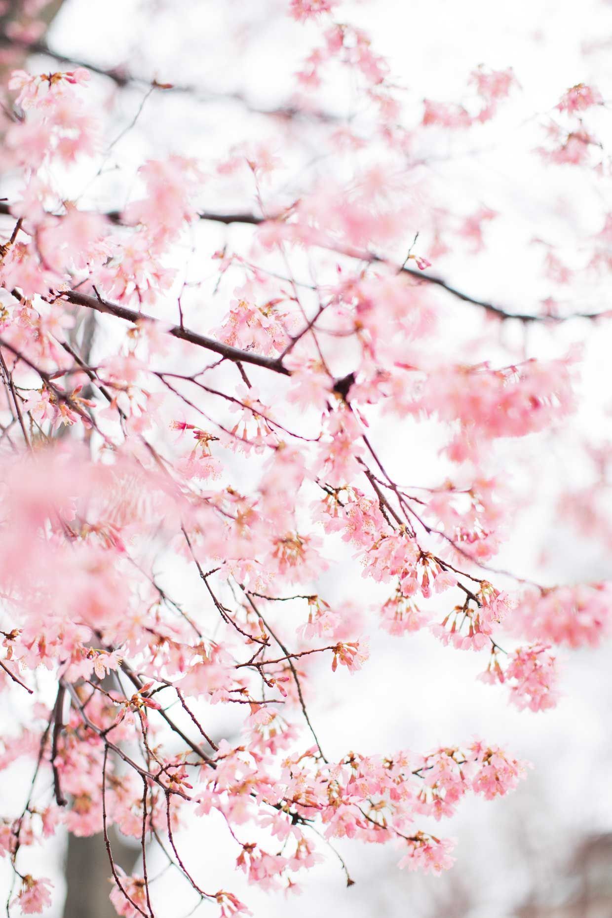 A close up of a tree with pink flowers - Blush