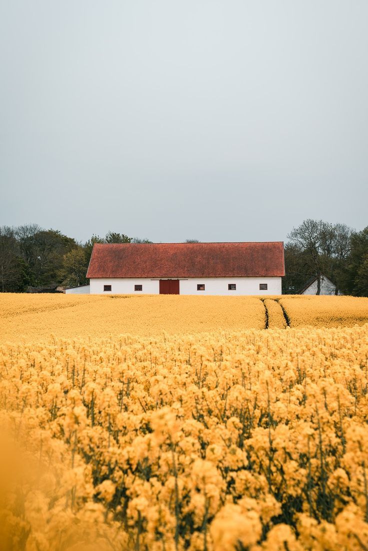 A red barn in the middle of yellow flowers - Farm