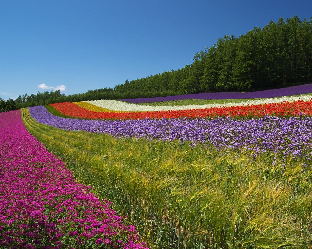 A field of colorful flowers with a forest in the background. - Farm