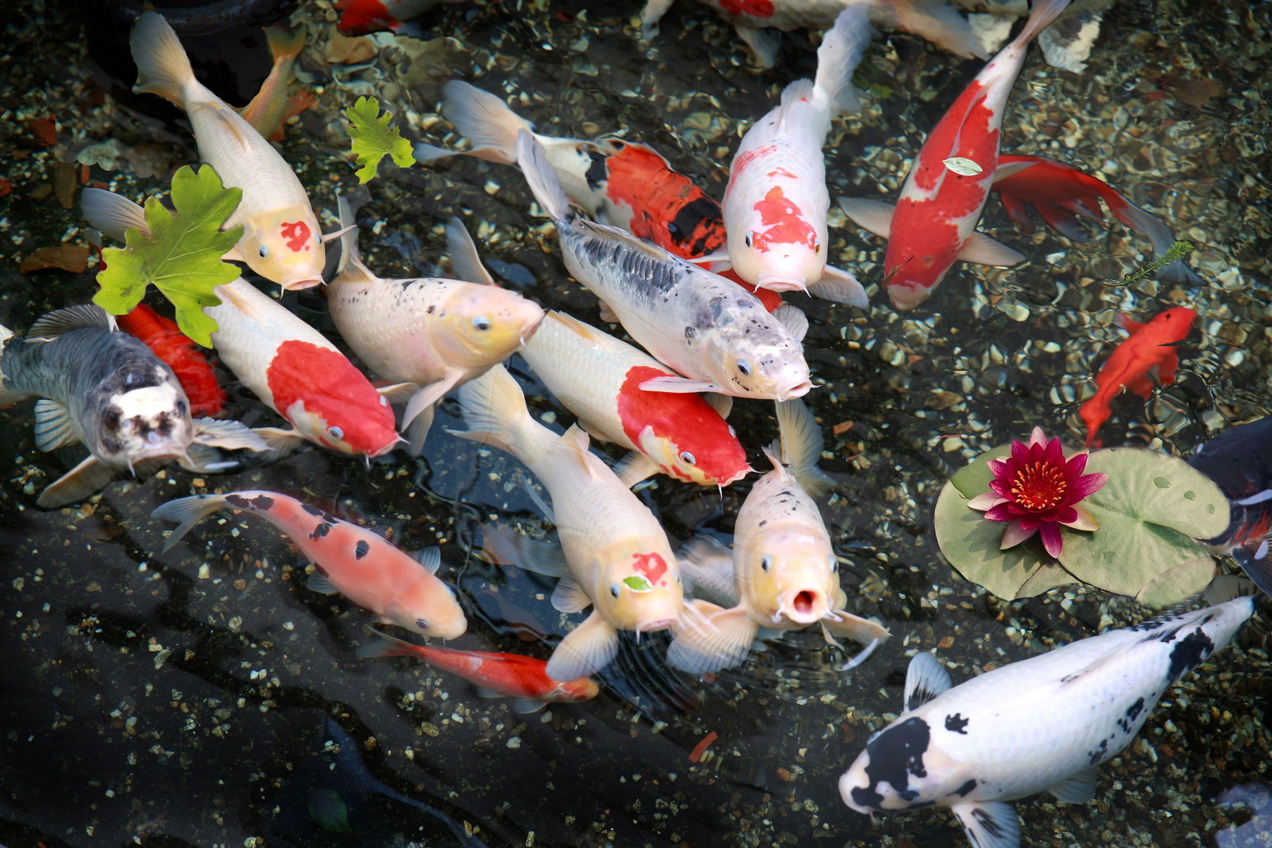 Wallpaper School Of Koi Fish, Nature, Lily, Group Of Animal
