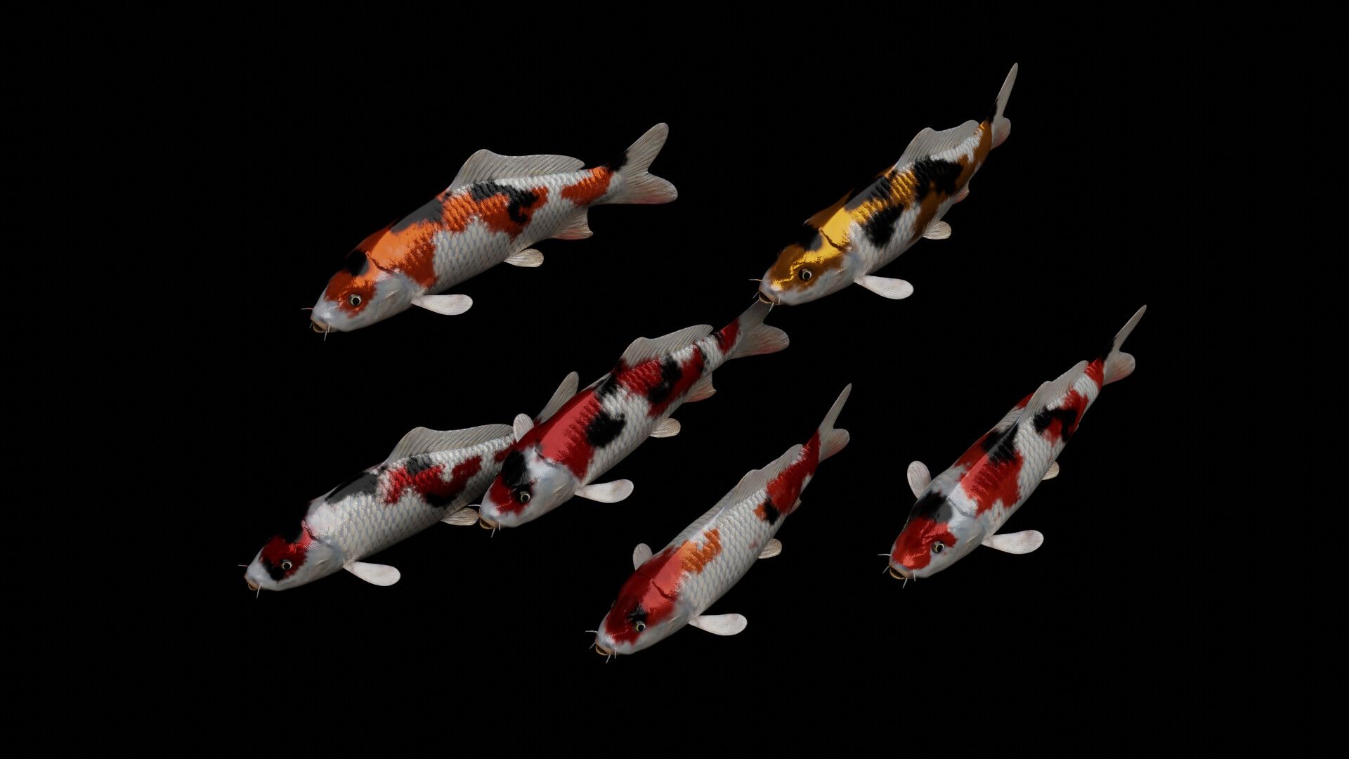 Koi carp fish 3D model