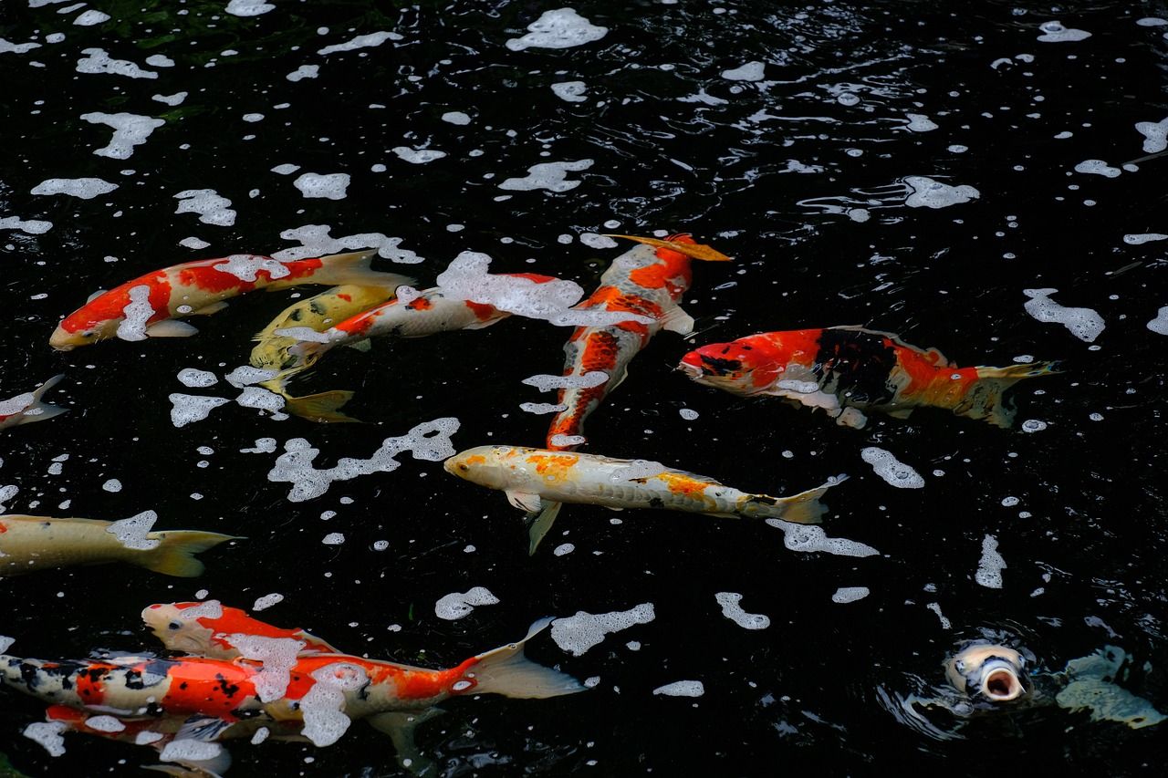 Fishes Koi Pond