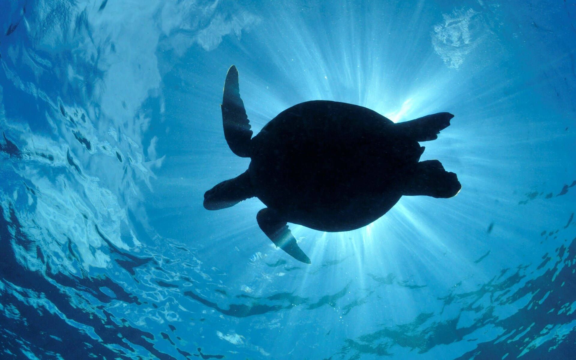 A turtle swimming under the water with sun shining - Turtle