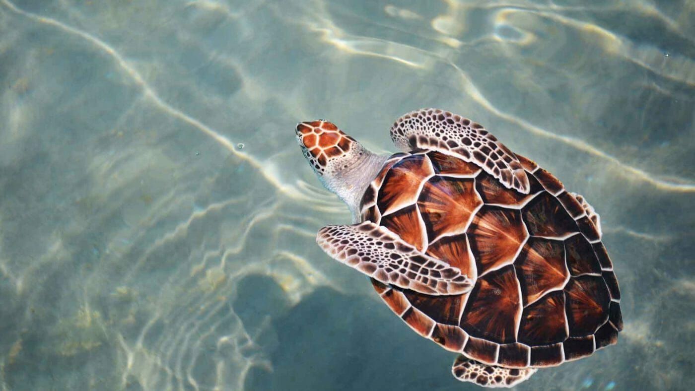Summer Turtles Desktop Wallpaper