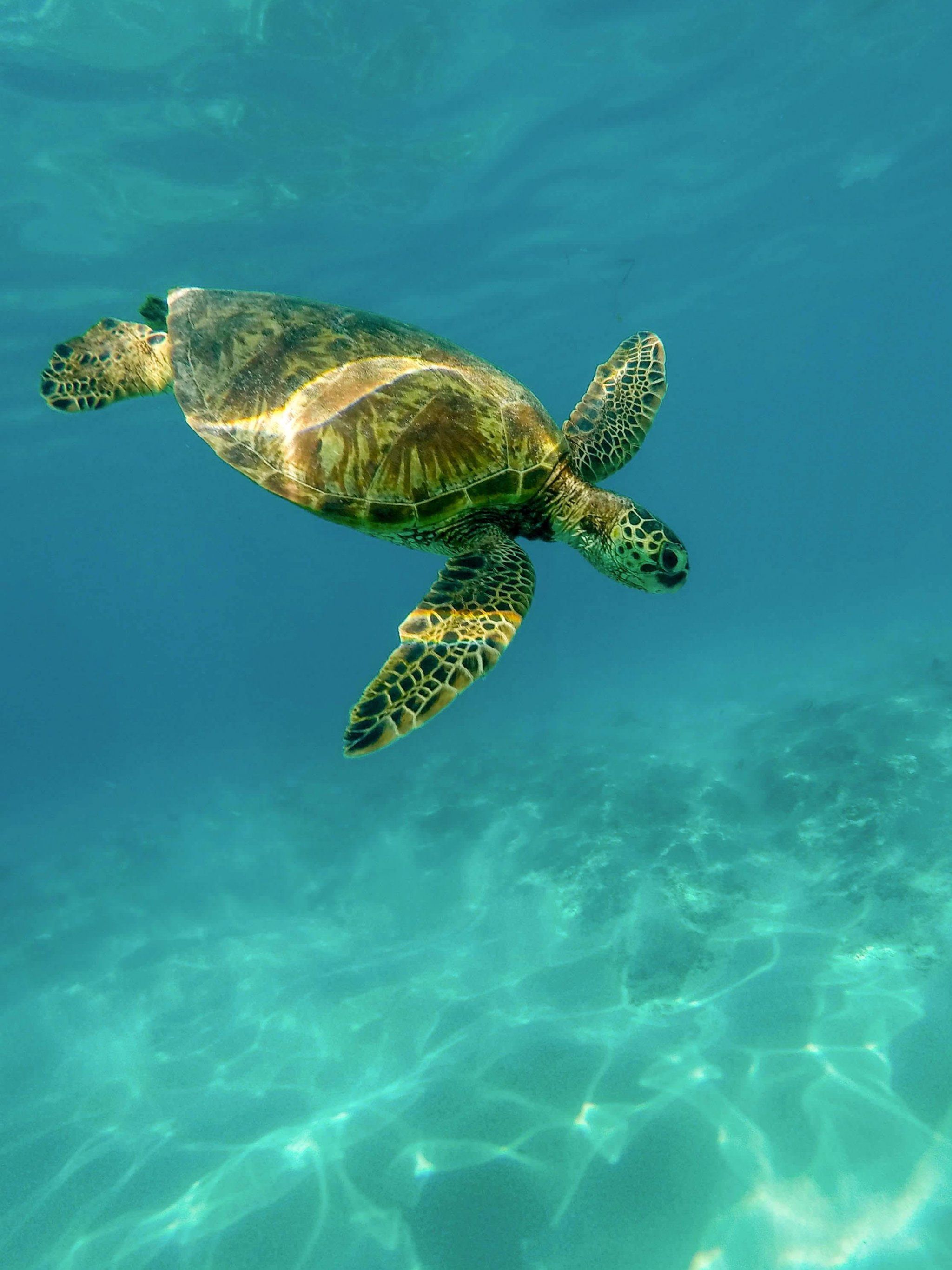 A turtle swimming in the ocean - Turtle
