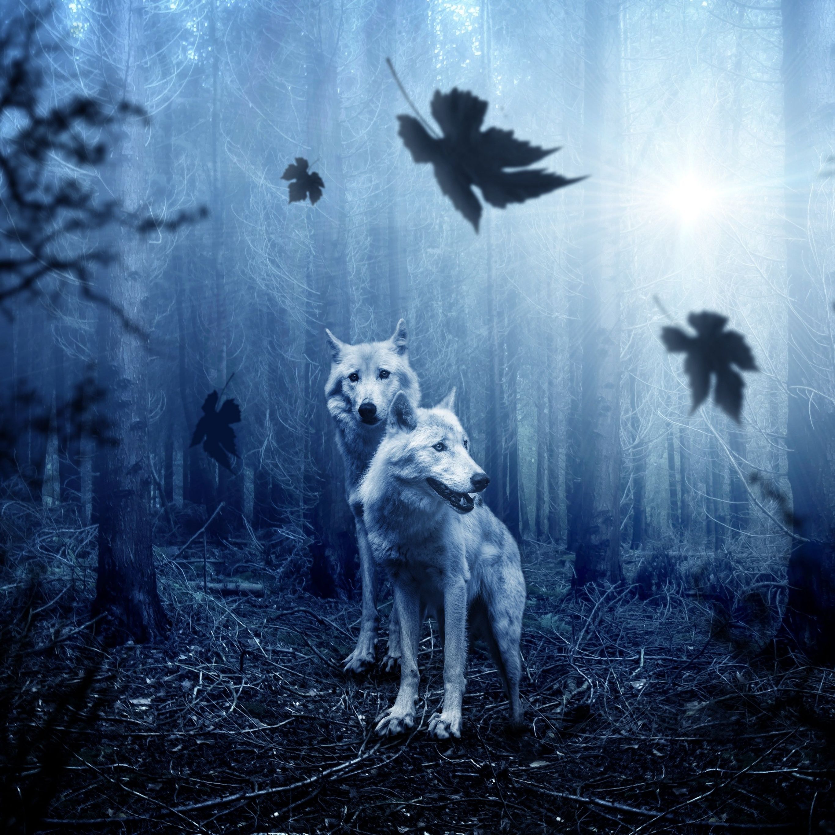 Two wolves in a forest with birds flying around them - Wolf