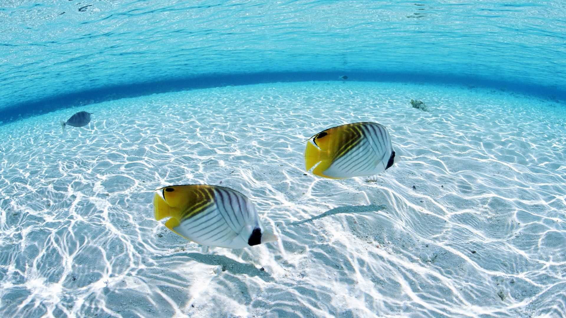 A pair of butterflyfish swim in the shallow waters of the Maldives. - Underwater