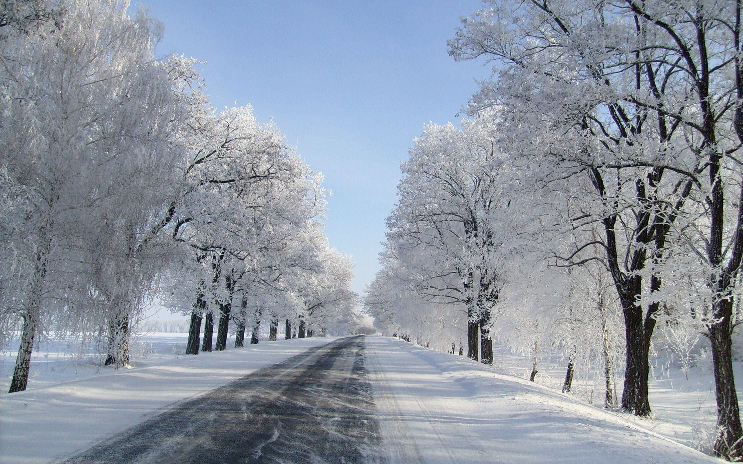 A snowy road lined with trees covered in snow. - Winter