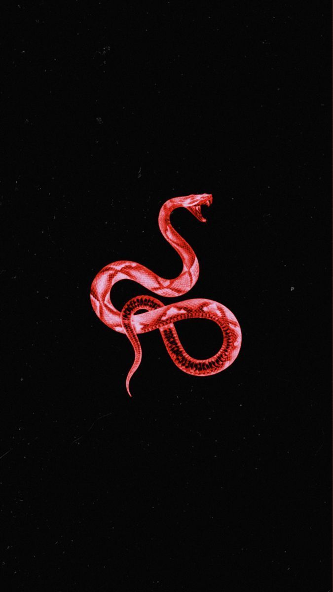A red snake on black background - Snake