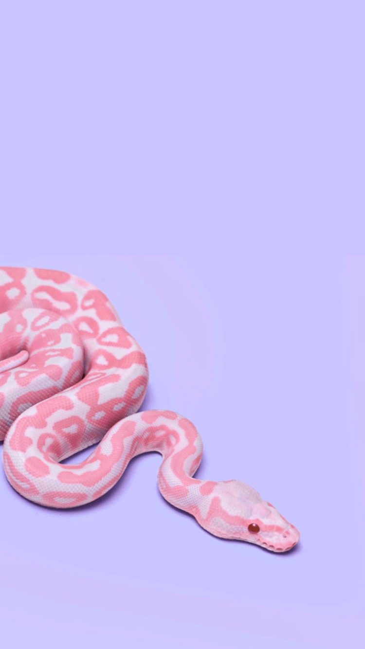 A pink snake on a purple background - Snake