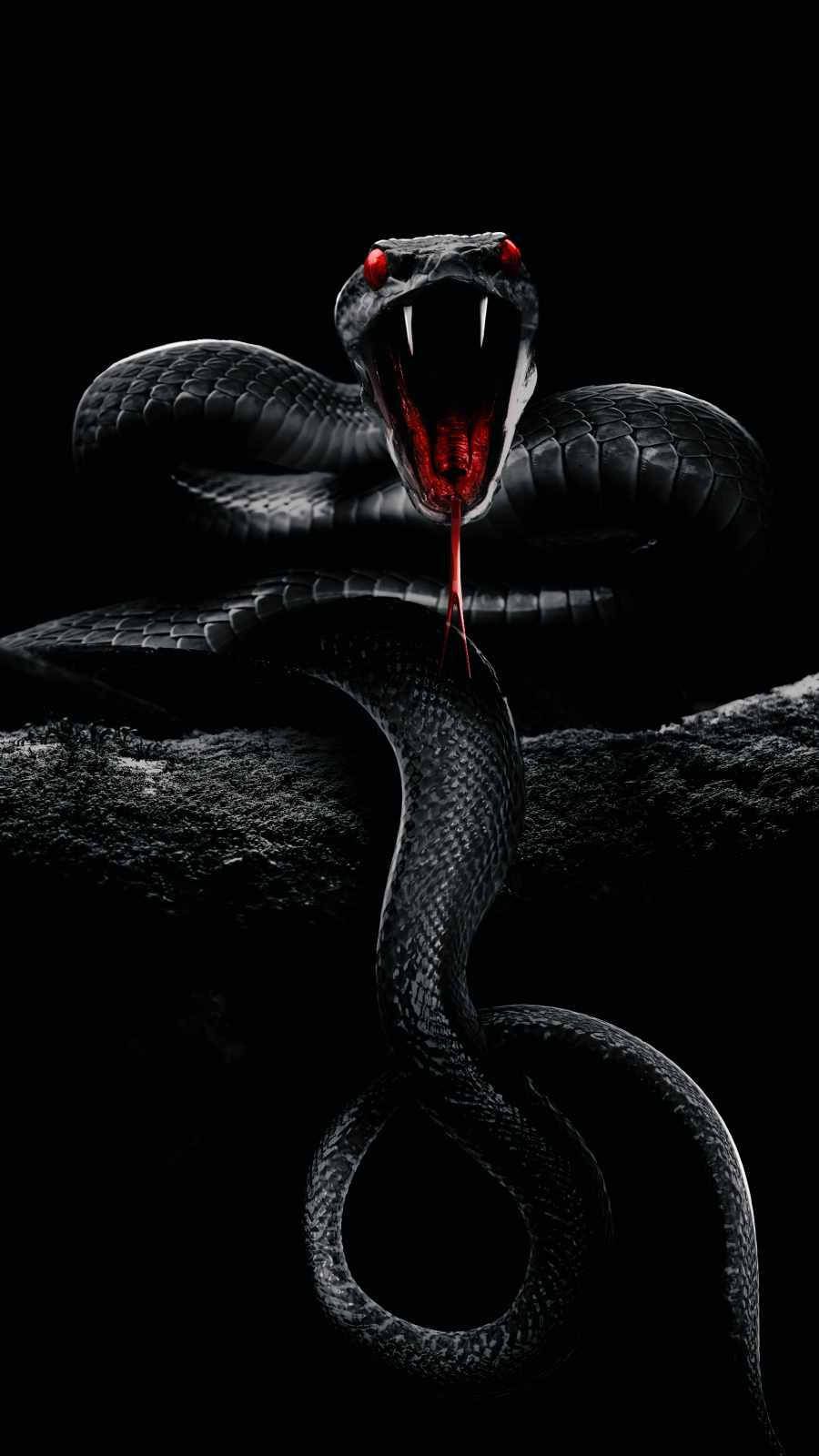 Black snake with red eyes and blood on its tongue - Snake