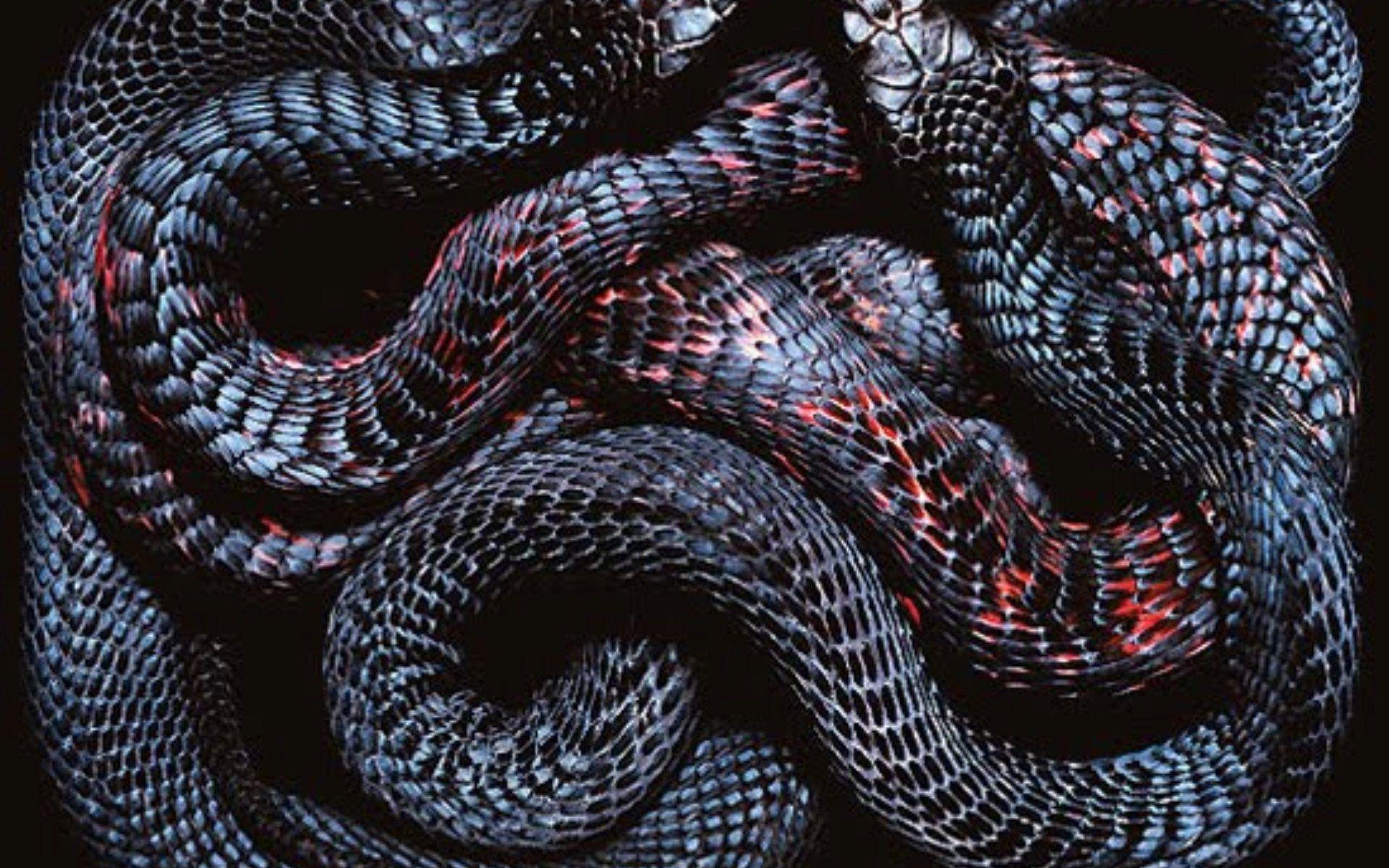 A black snake with red and blue scales - Snake