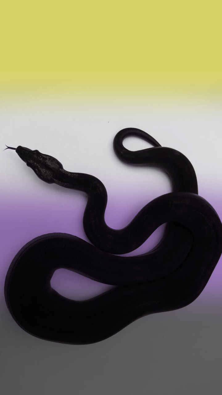A black snake on a gradient background. - Snake