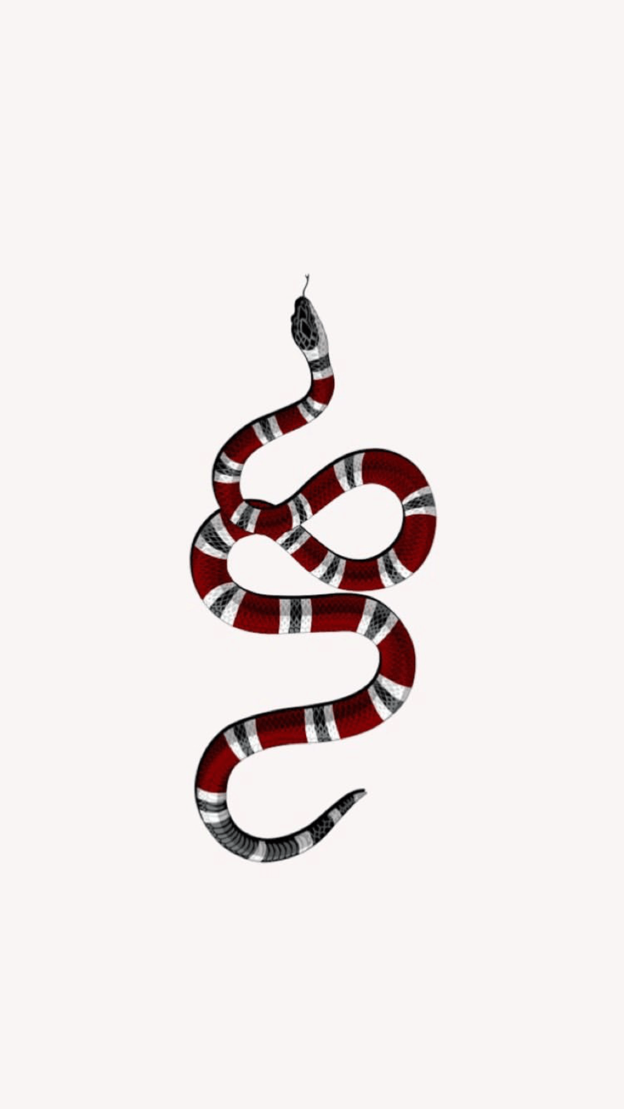 A red and black snake with a white background - Snake