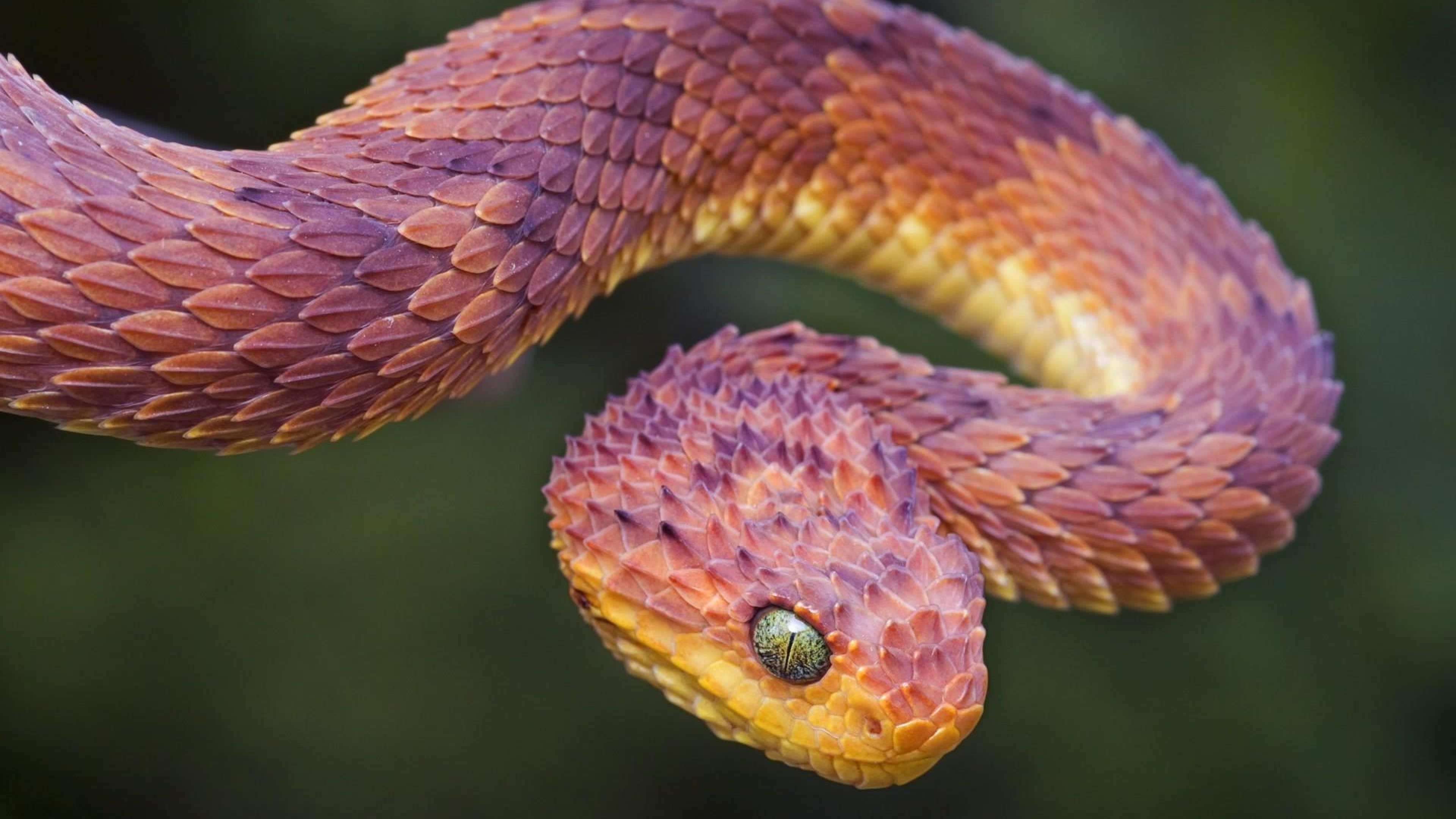 A close up of an orange snake with green eyes - Snake