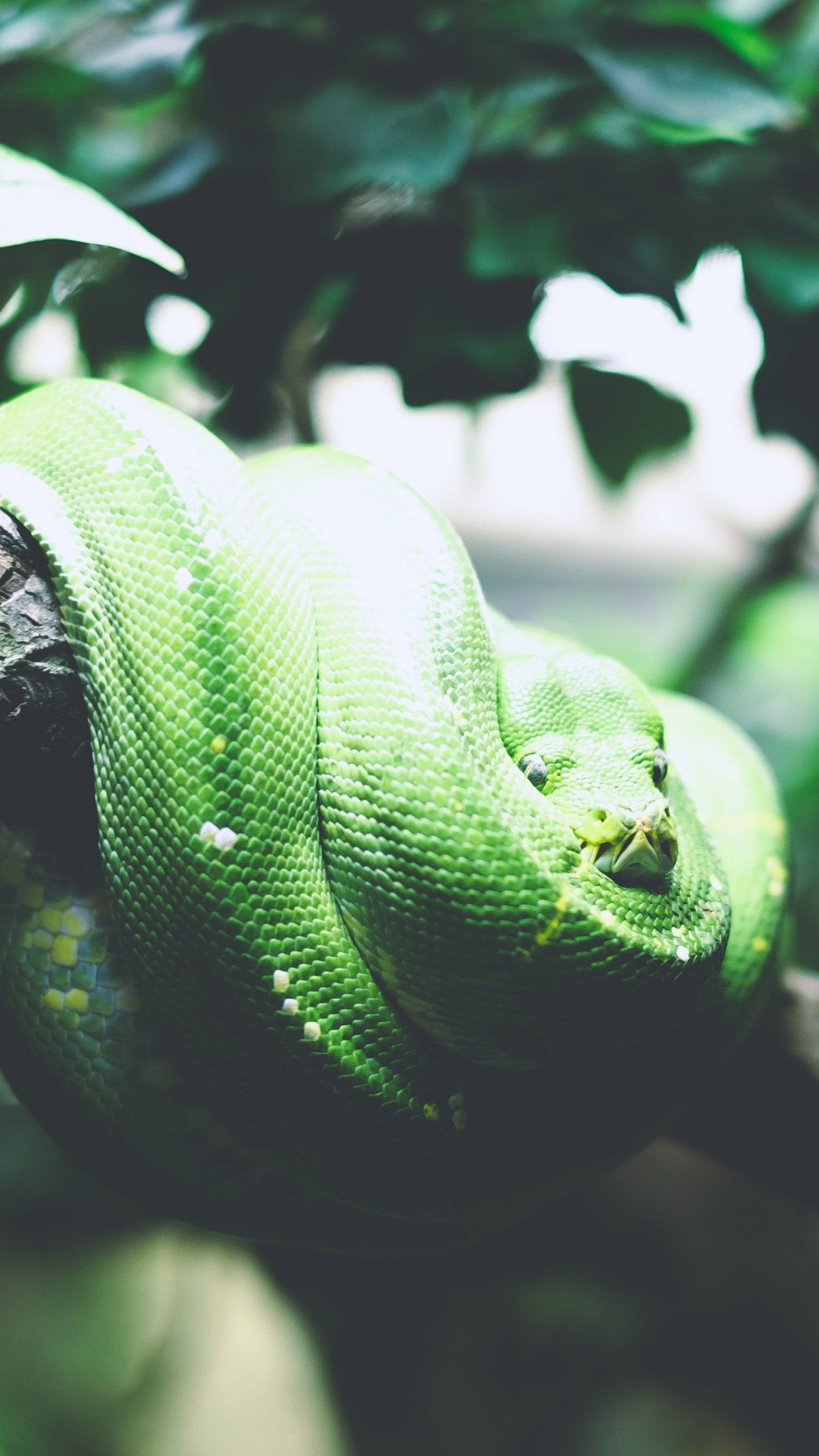 A green snake wrapped around a tree branch. - Snake