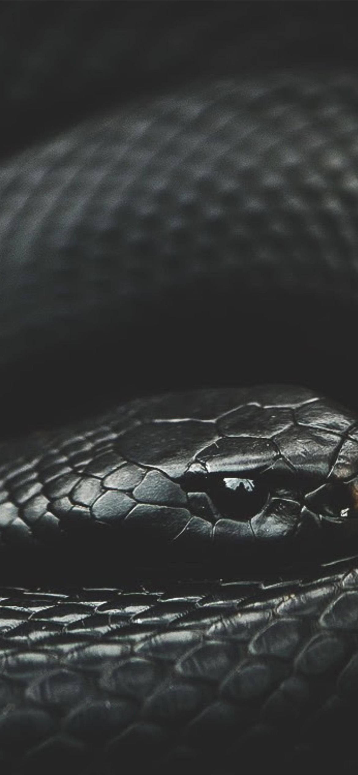 A black snake is curled up in the dark - Snake