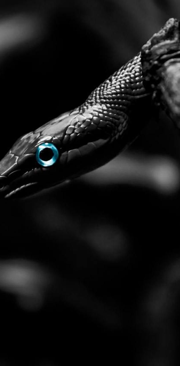 A black and white photo of an snake with blue eyes - Snake