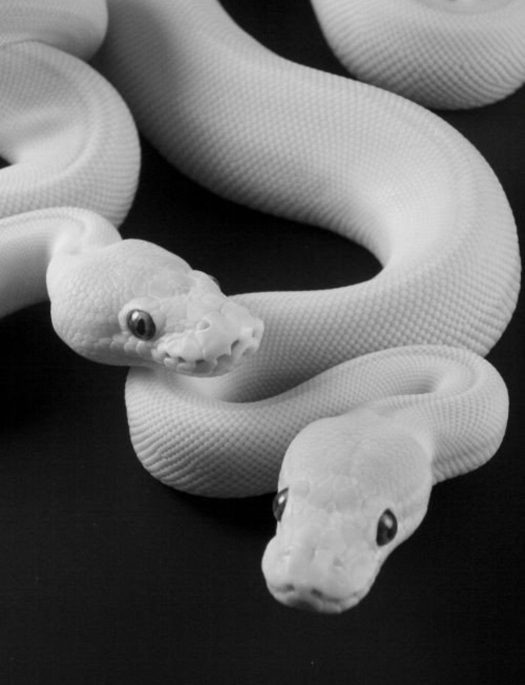 A two-headed snake is seen in this undated photo. - Snake