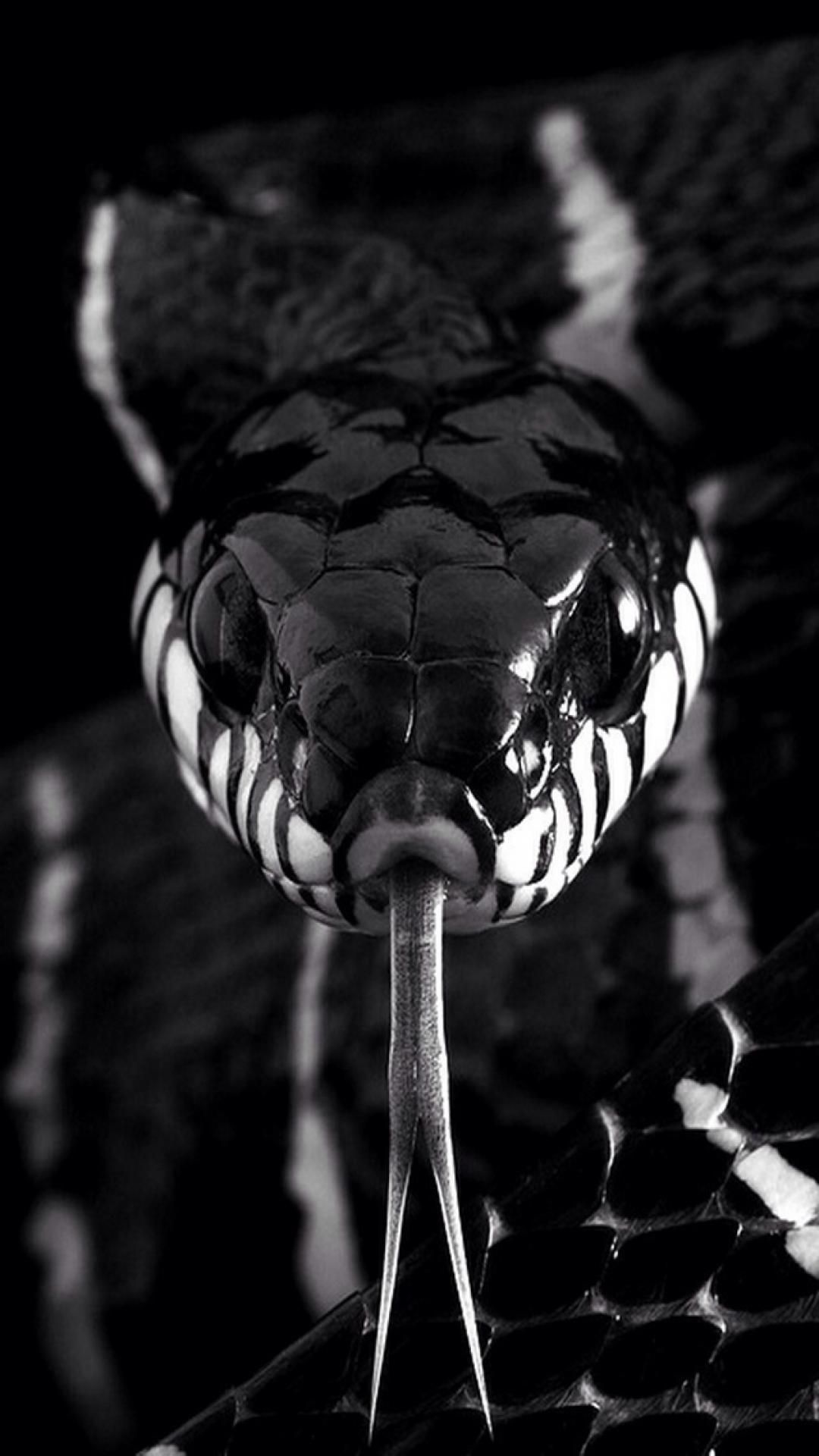 IPhone wallpaper with high-resolution black and white snake in front of a black background - Snake, black