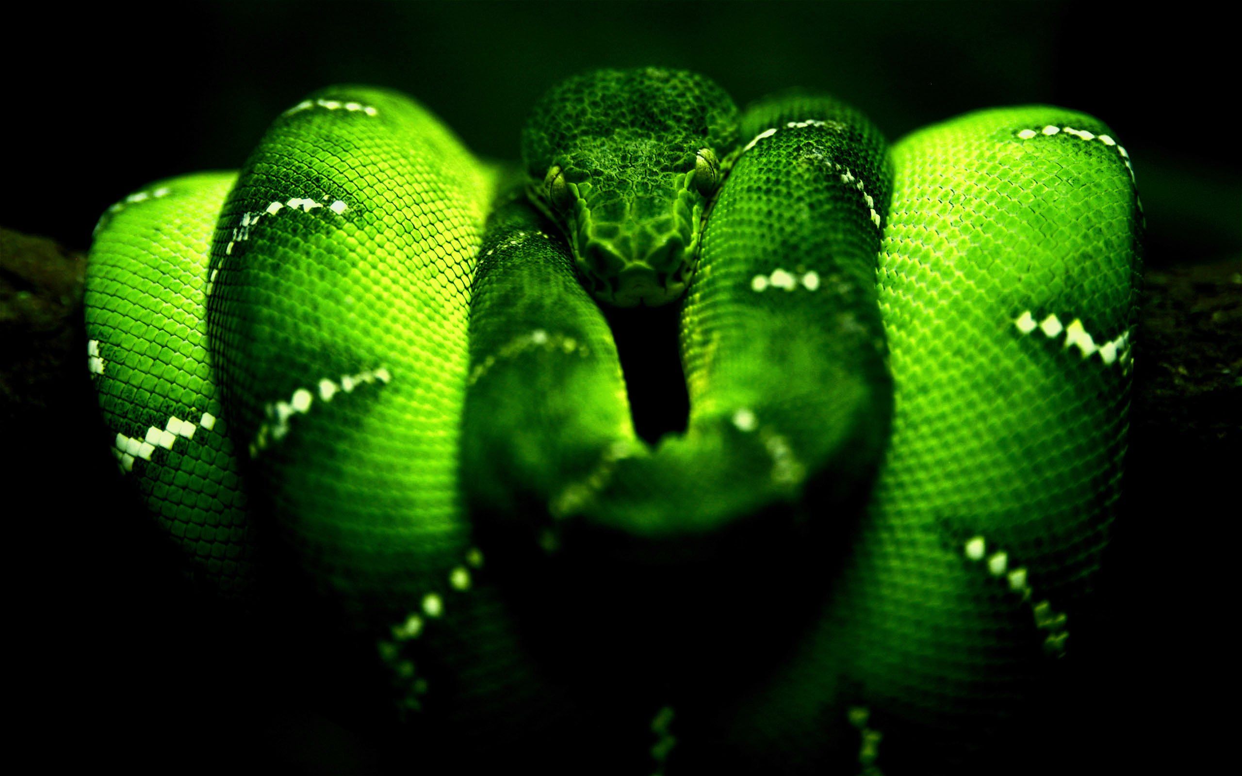 A green snake on the branch of tree - Snake